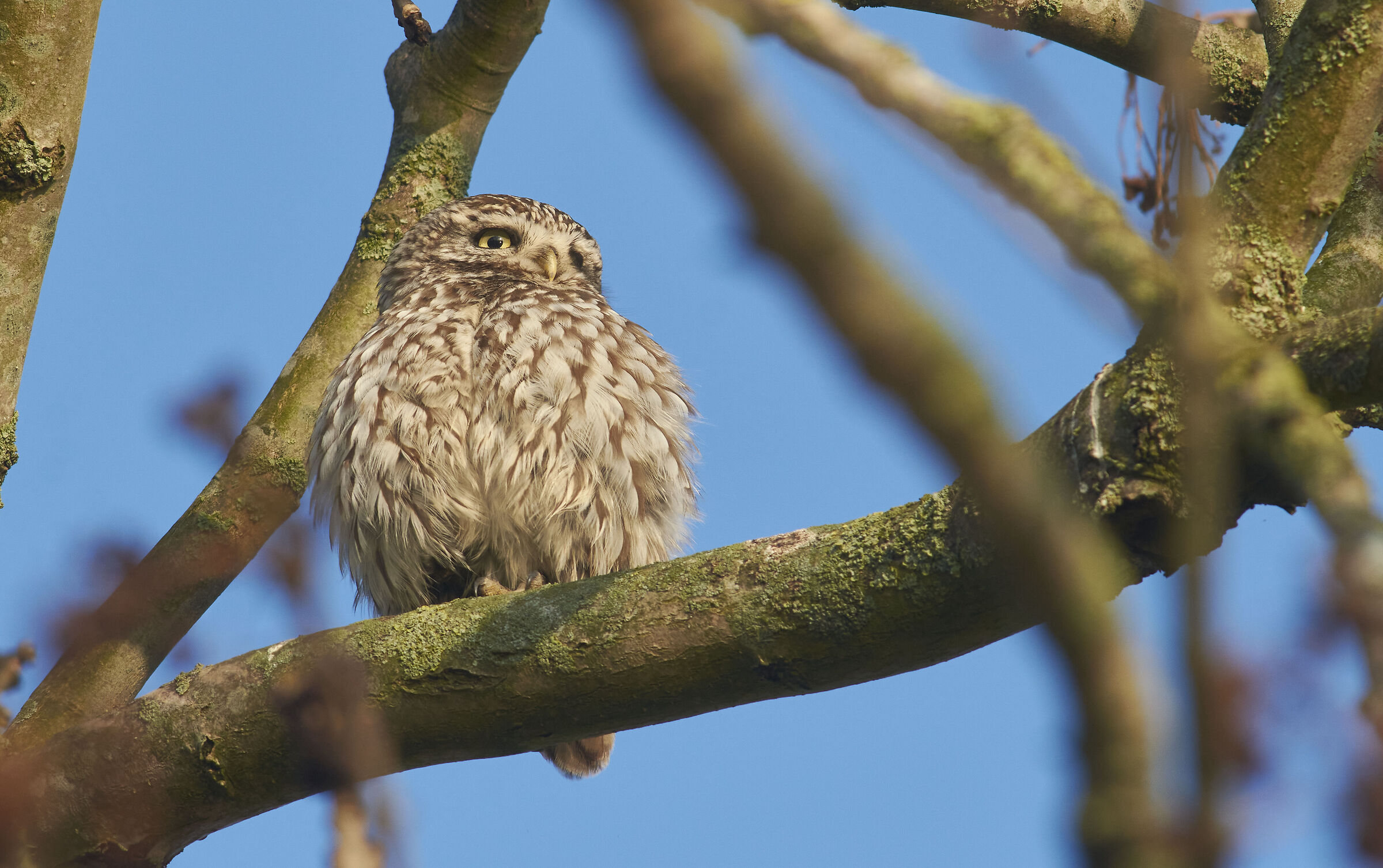 Little Owl