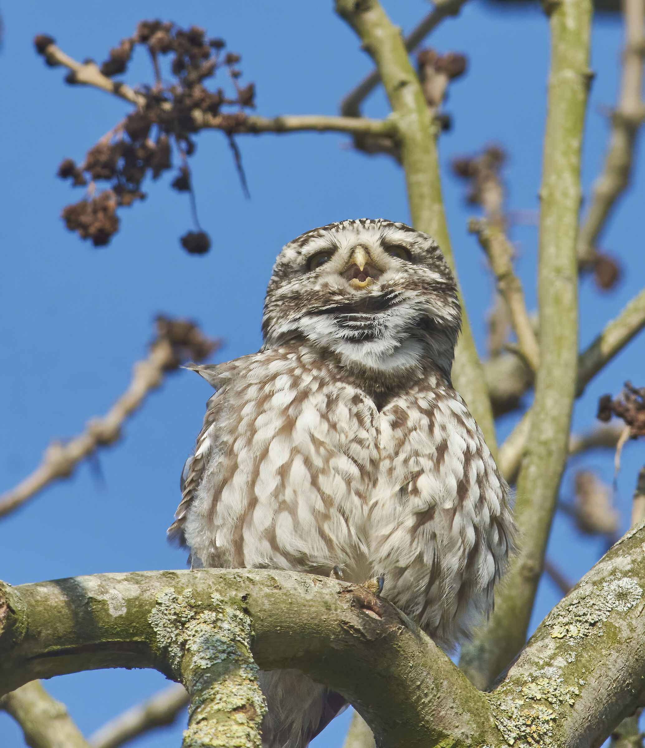 Little Owl