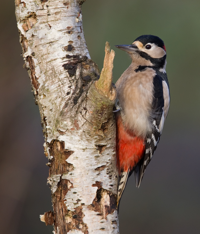 Picchio rosso maggiore
