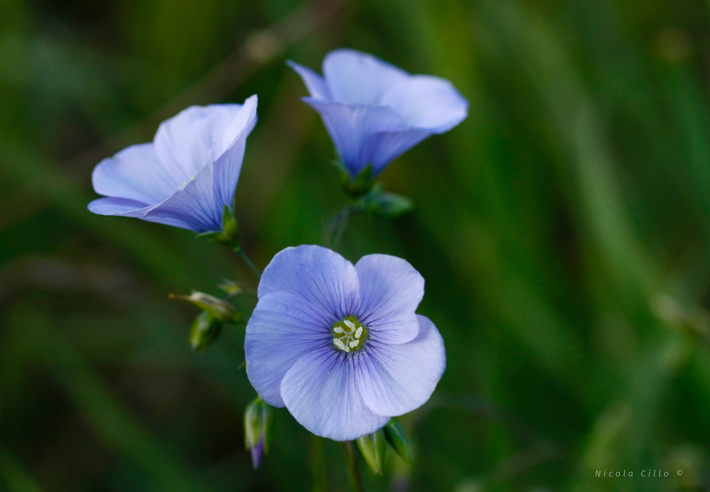 Tommasini's linum