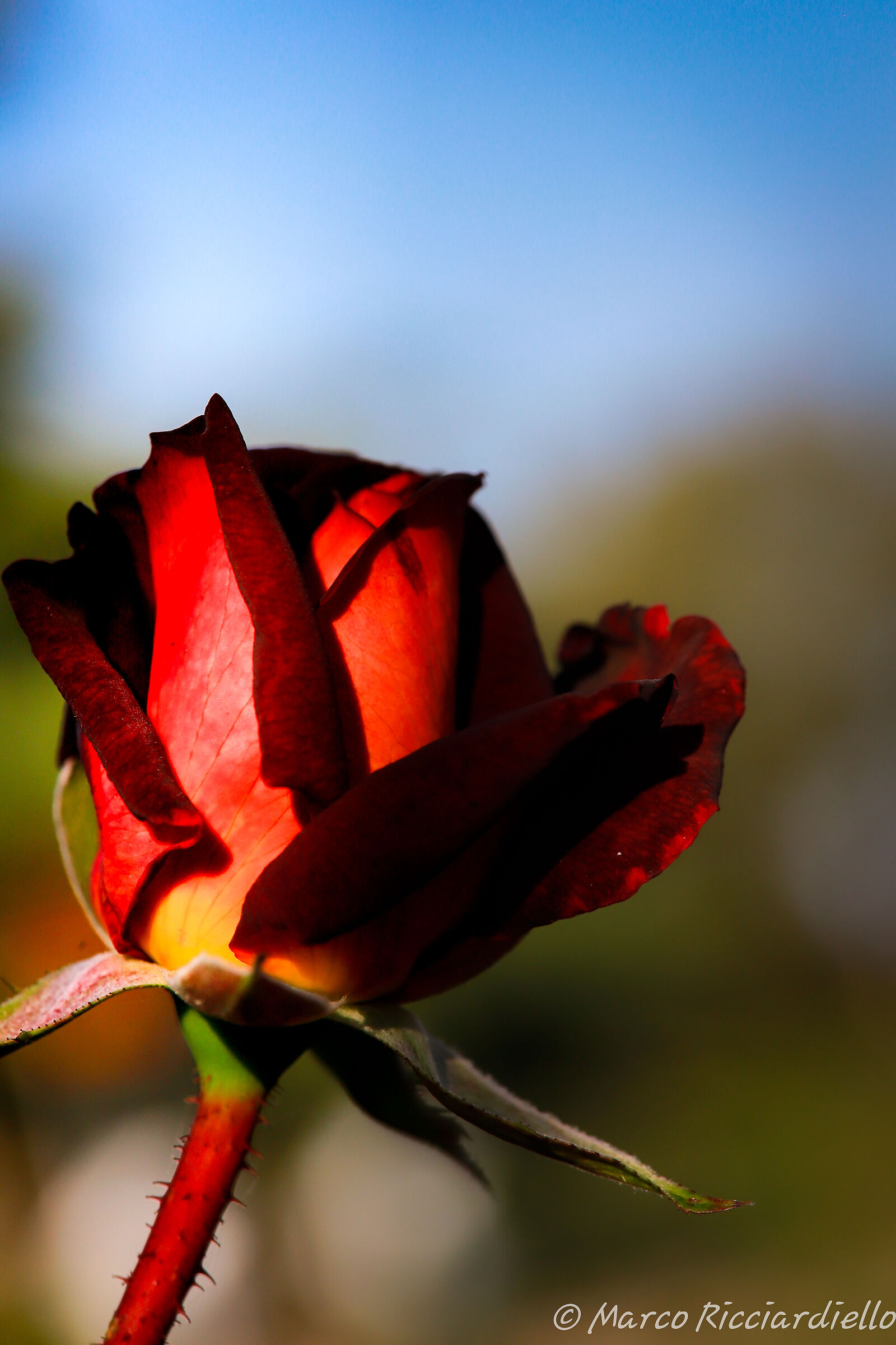 Untitled Photo