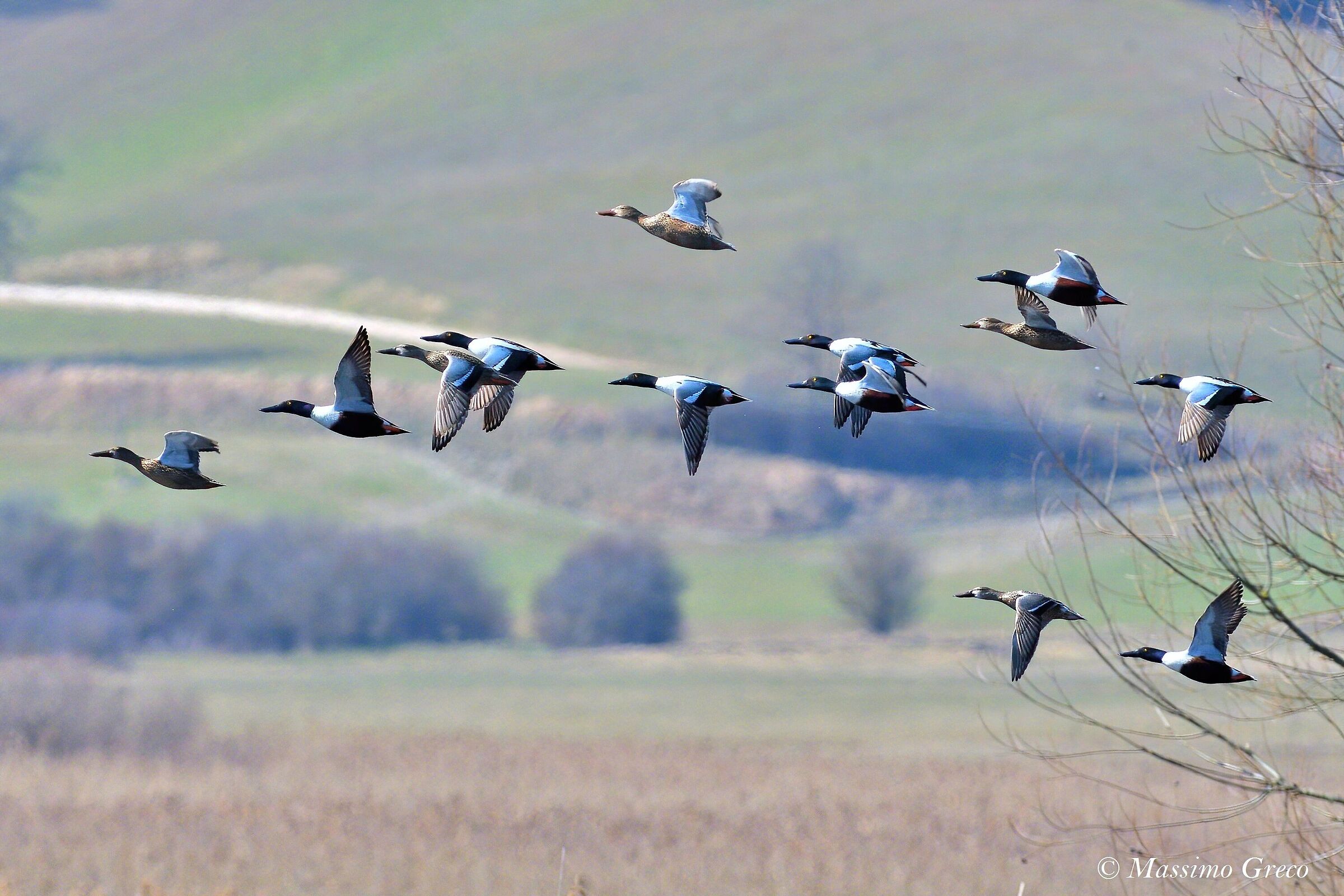 Una squadriglia di Mestoloni