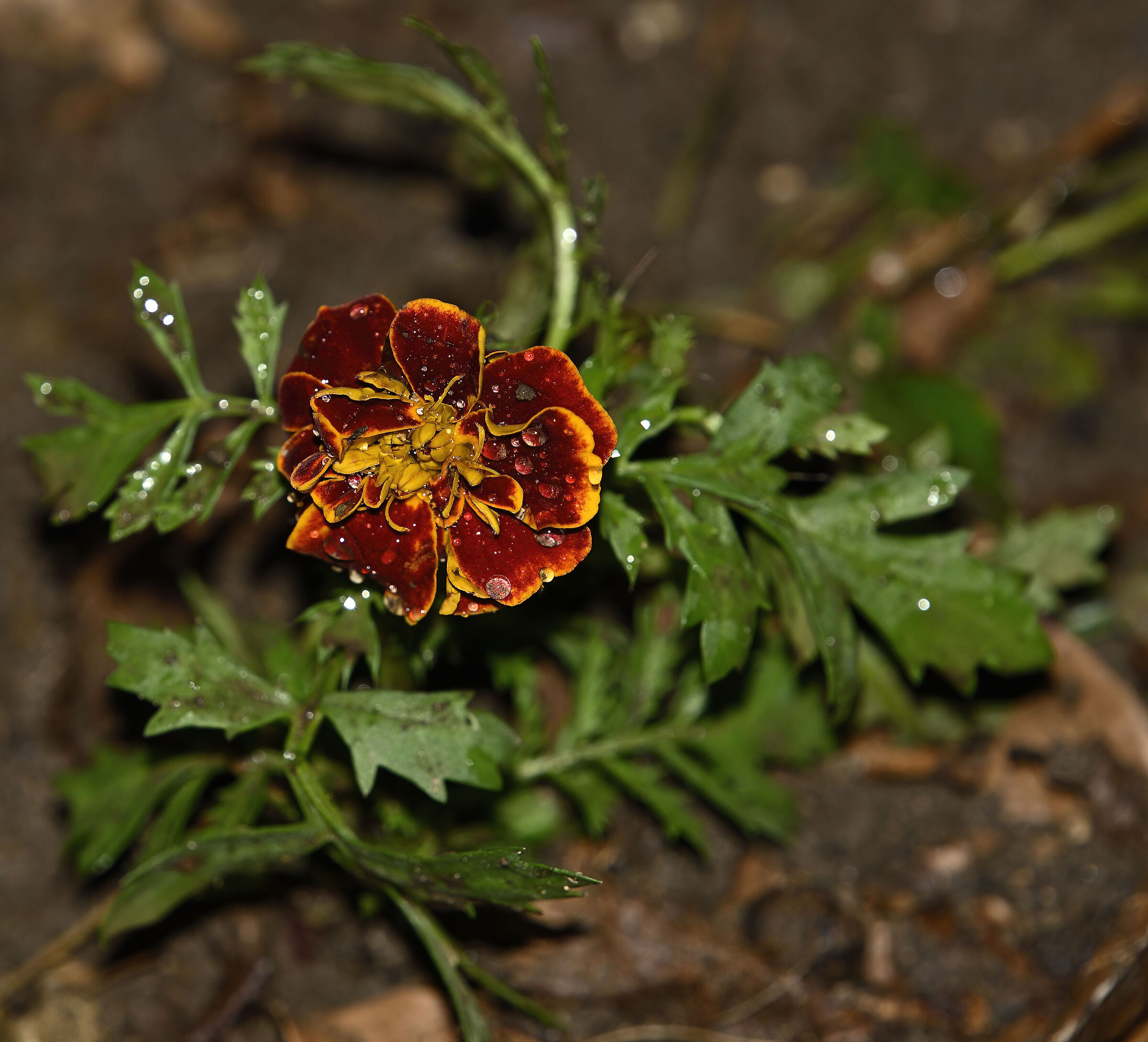 Appena messo a dimora....