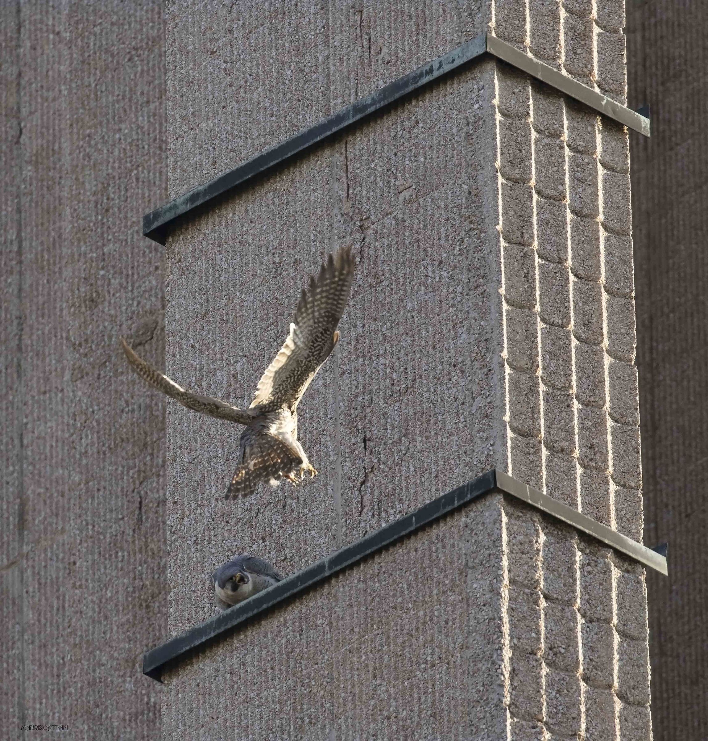 2) The rival arrives