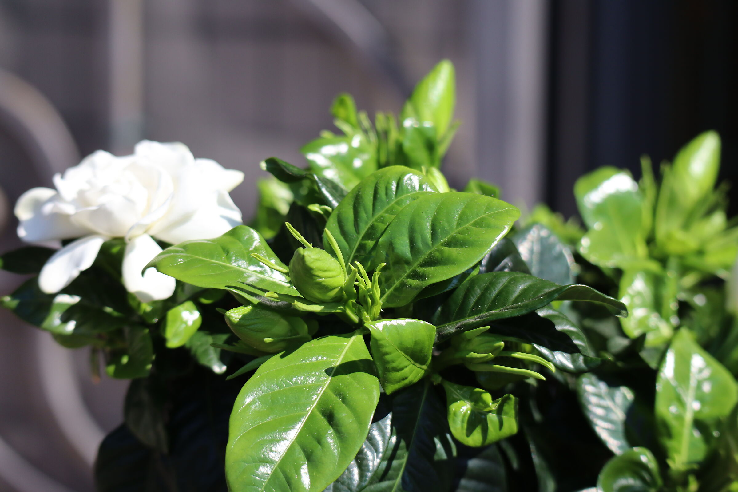 gardenia detail leaves