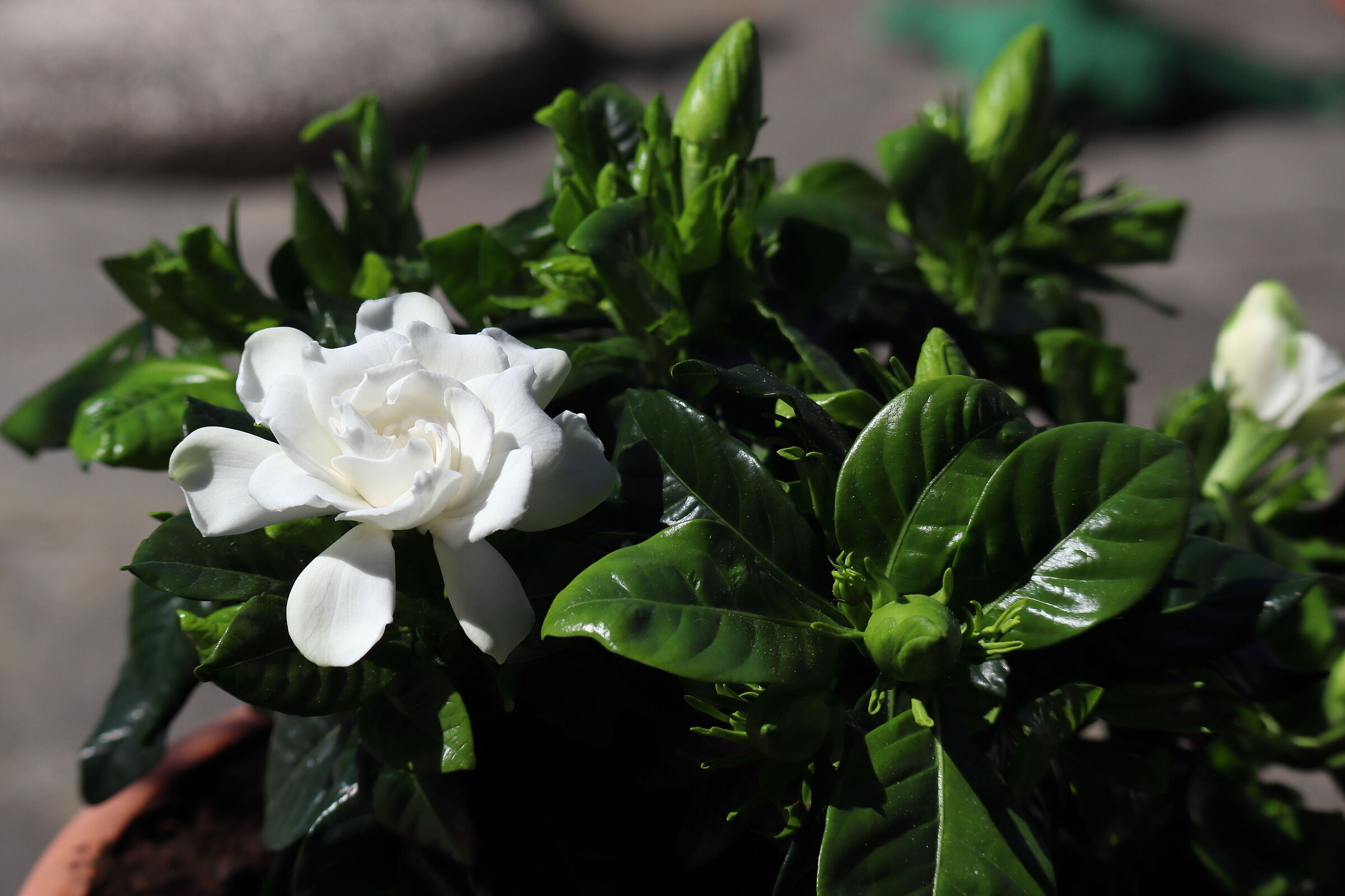 gardenia first blossomed leaf detail