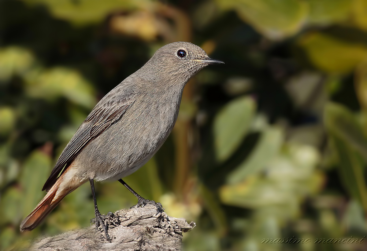 codirosso spazzacamino F