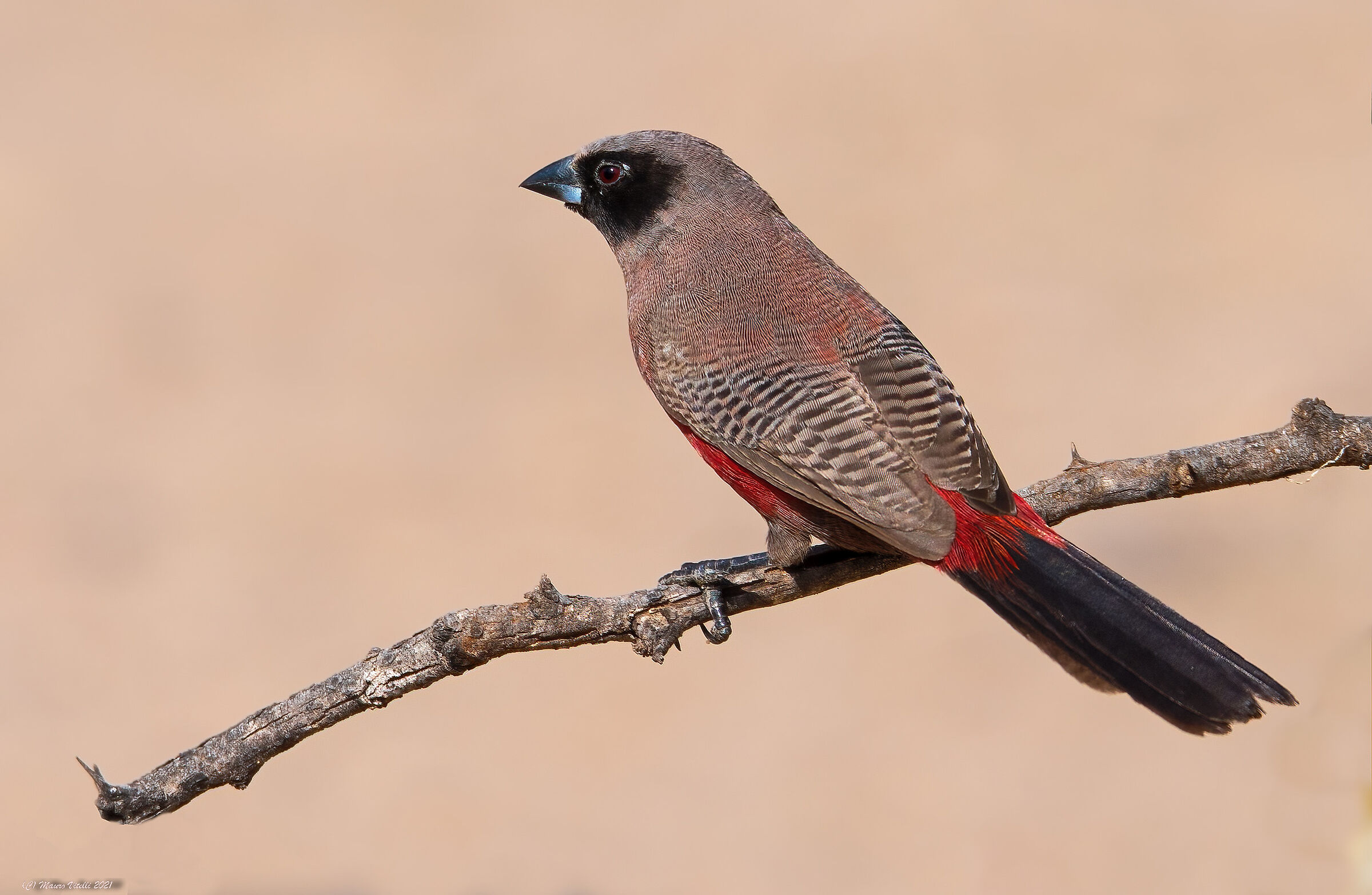 Black-faced waxbill (Estrilda erythronotos)