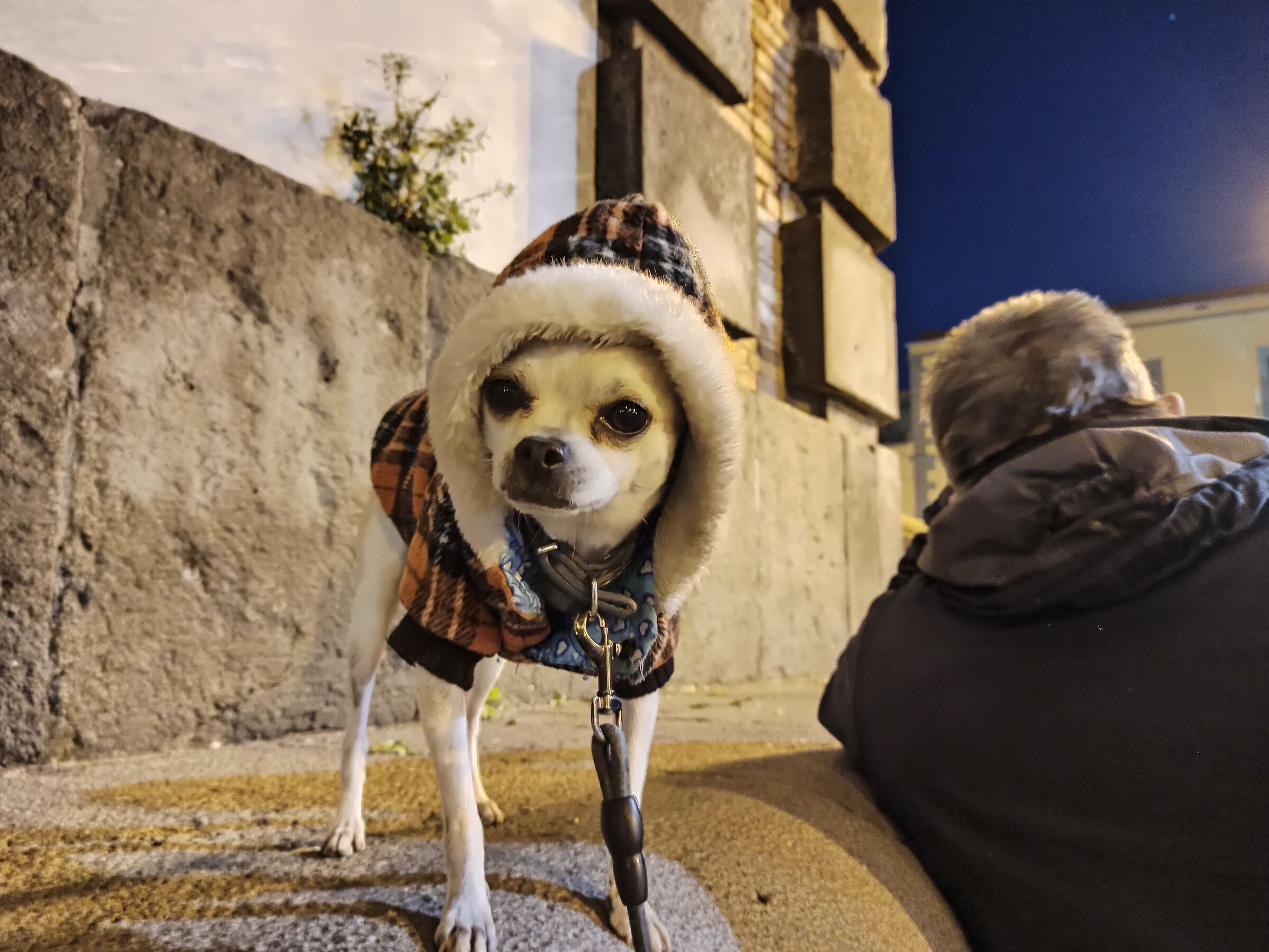 It's a cold dog!!