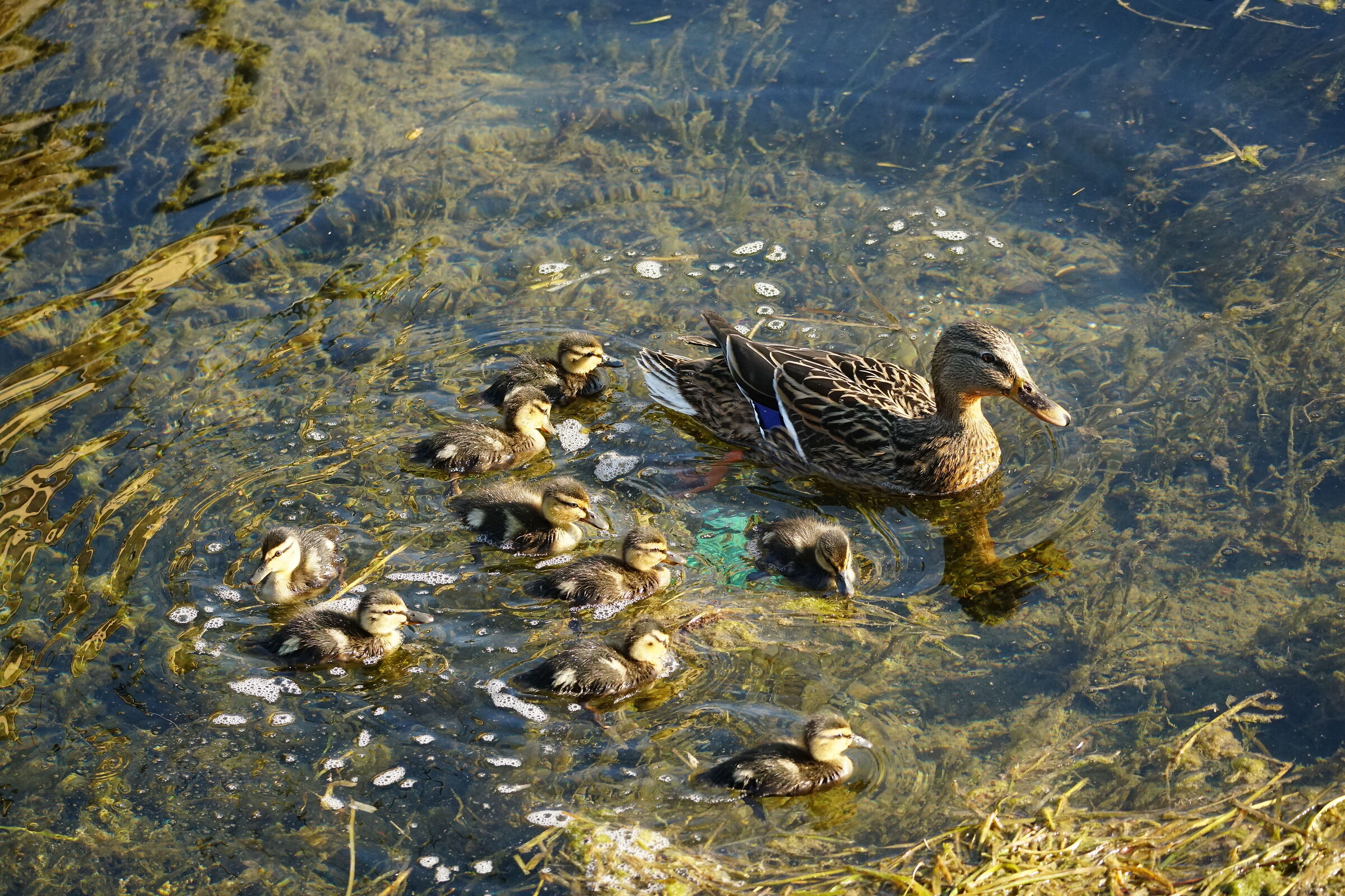 Aspetta che li conto .... sono 9 ok ci sono tutti