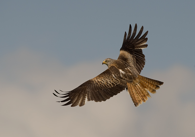 Red Kite