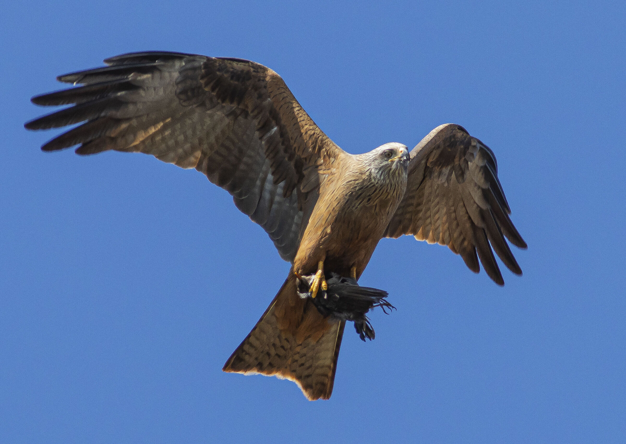 Brown Kite (Milvus migrans)