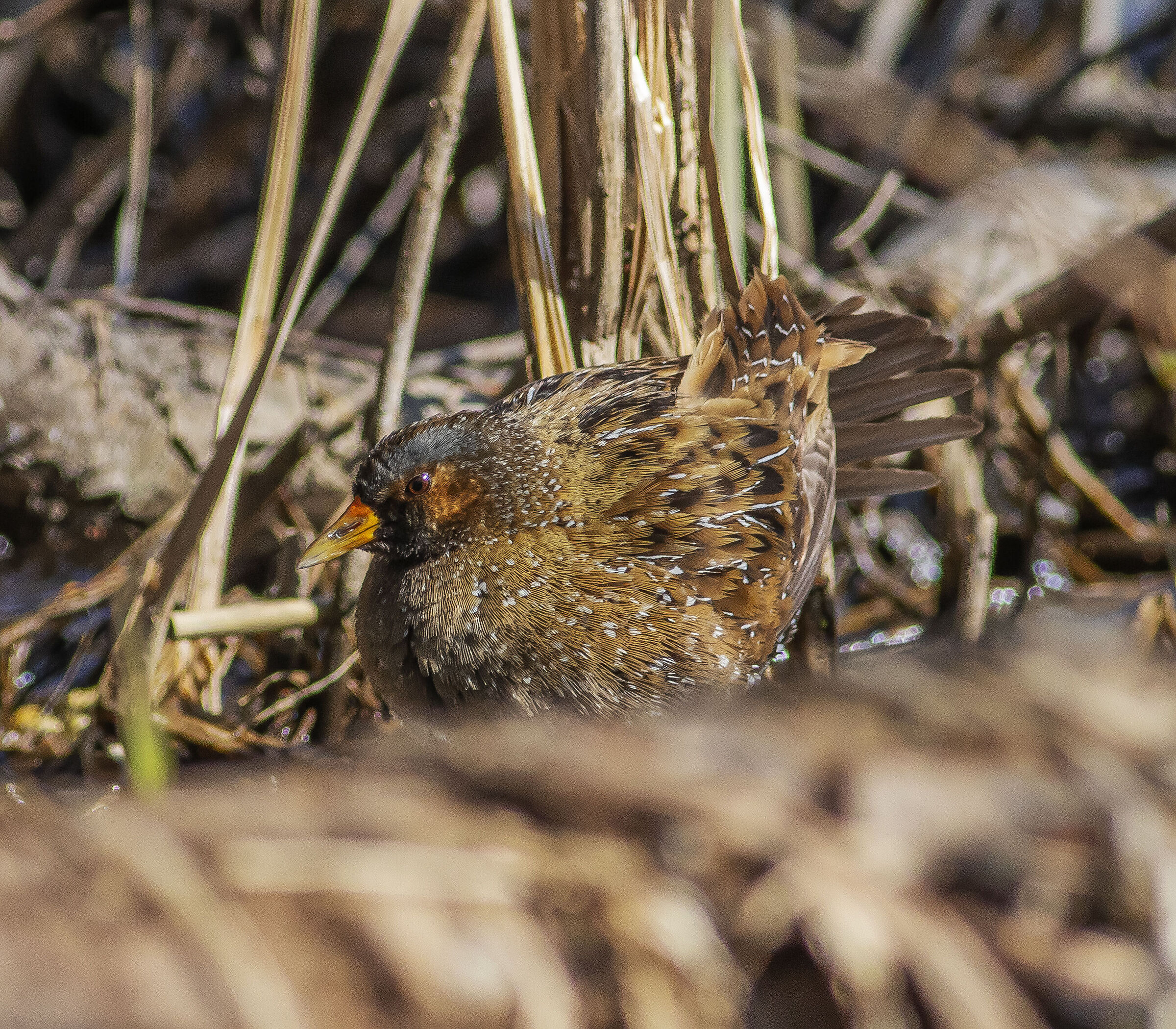 Voltolino (Porzana porzana)