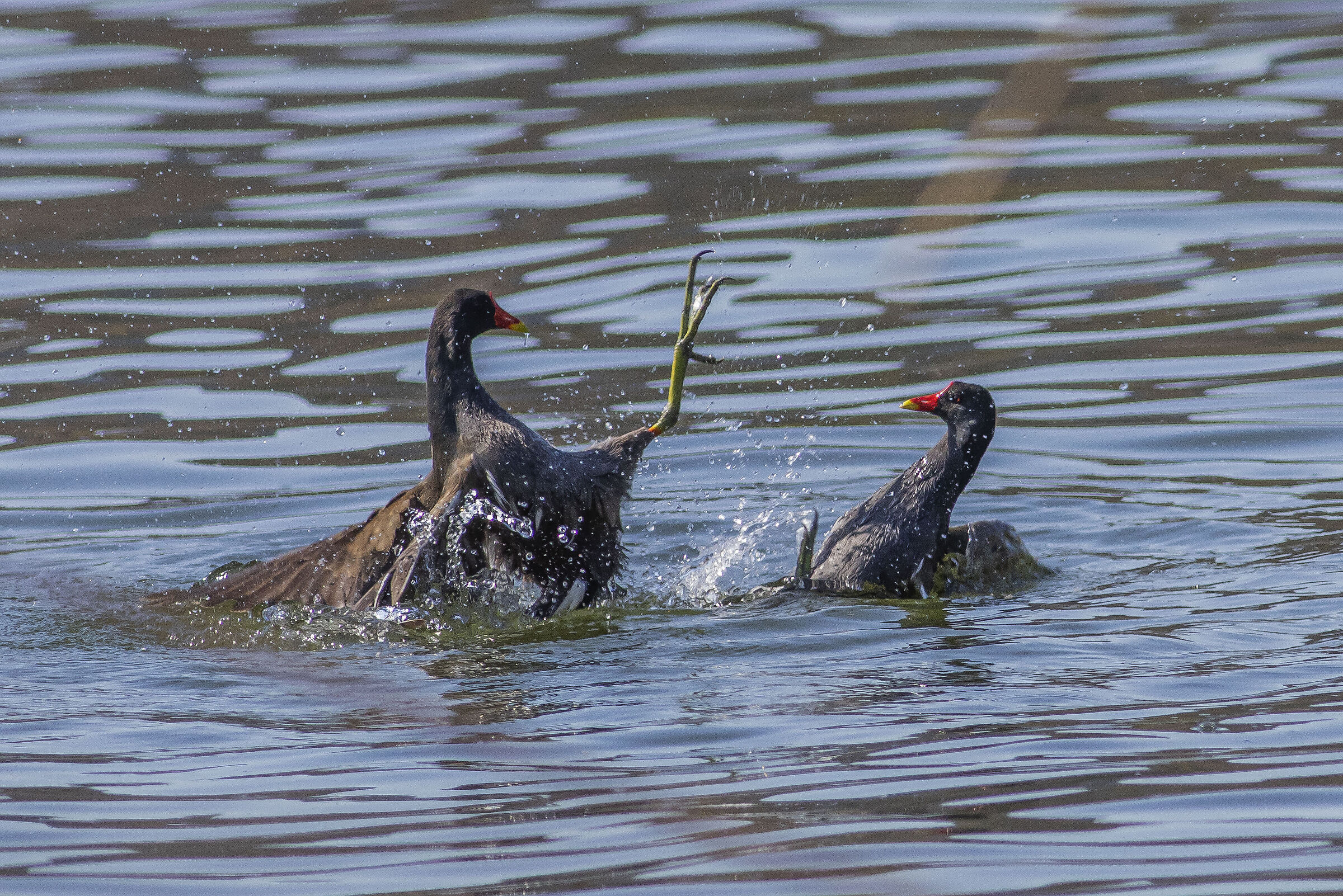 Water Gallinule (Gallinula chloropus)