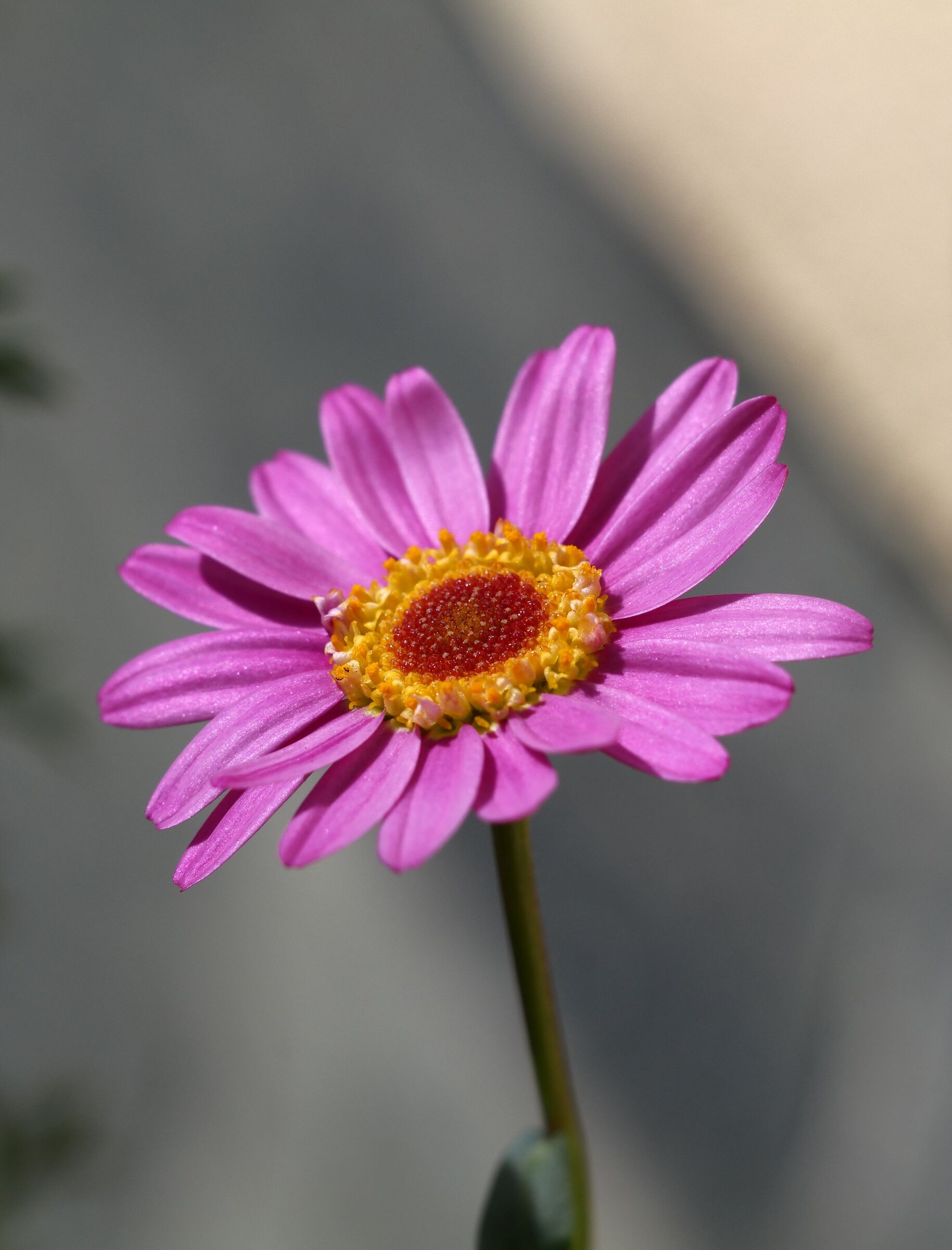 Fiore del mio giardino
