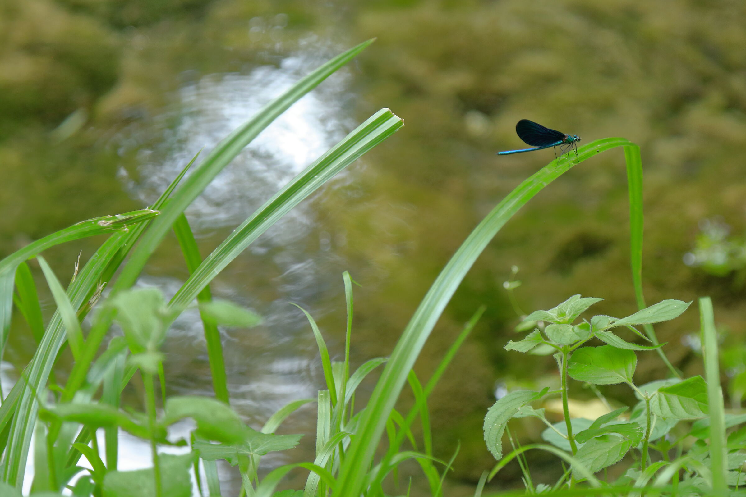 Dragonfly