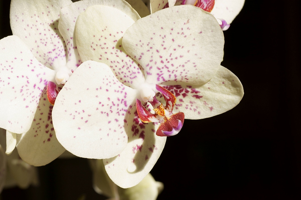orchidea
