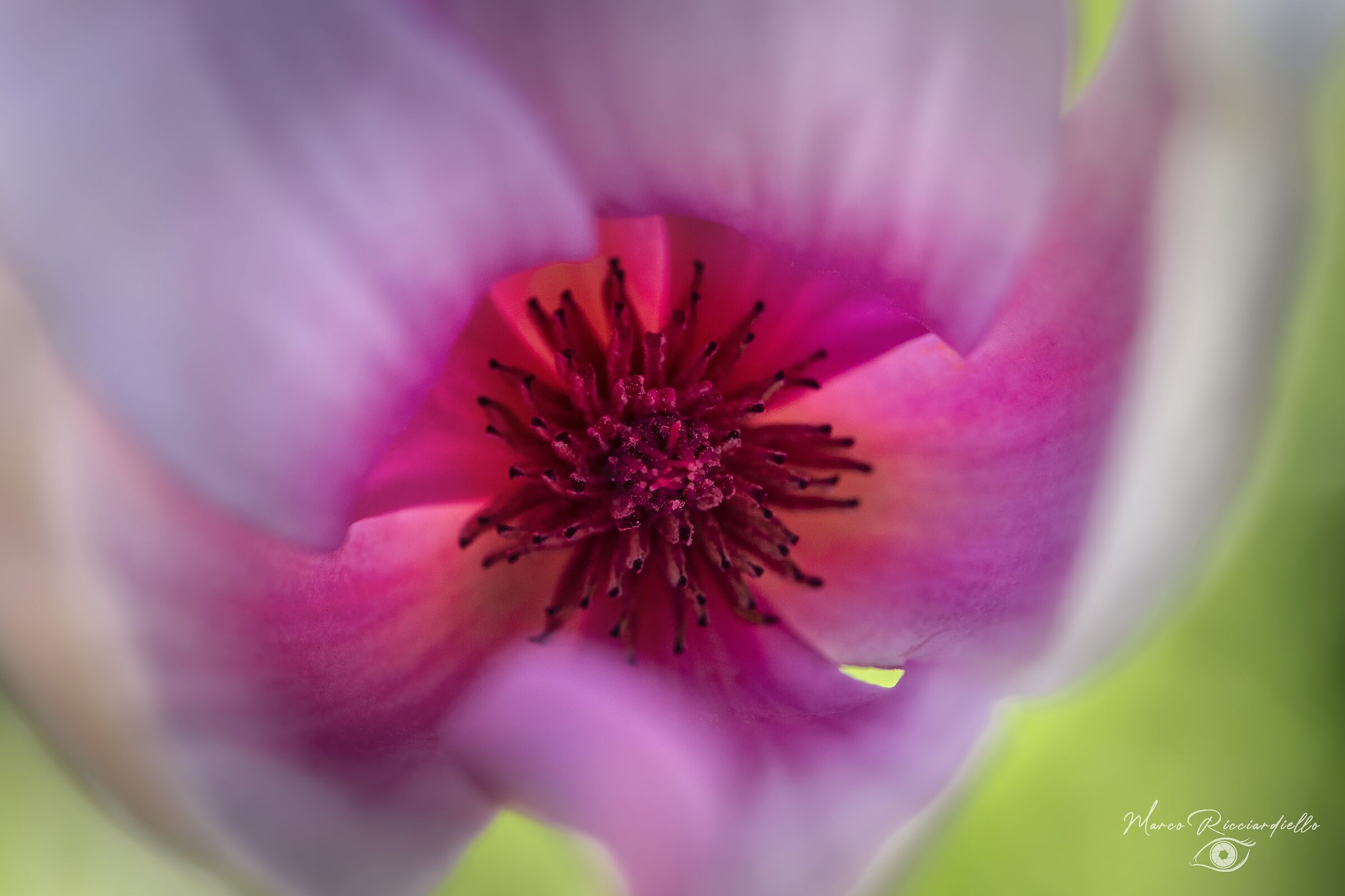Spring