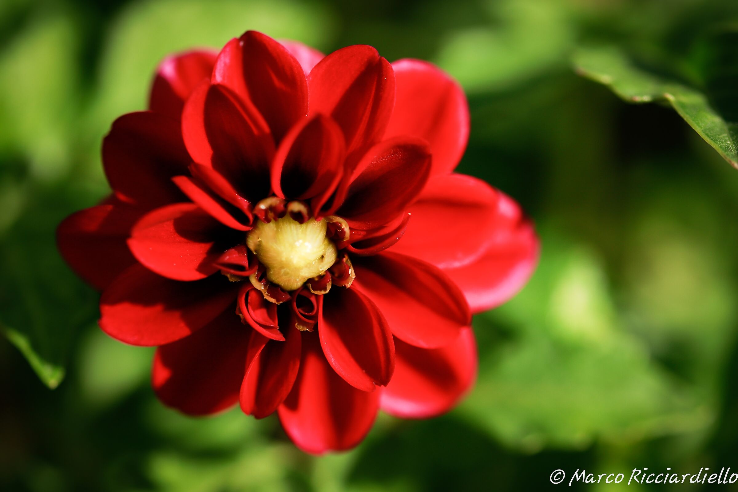 Dalia