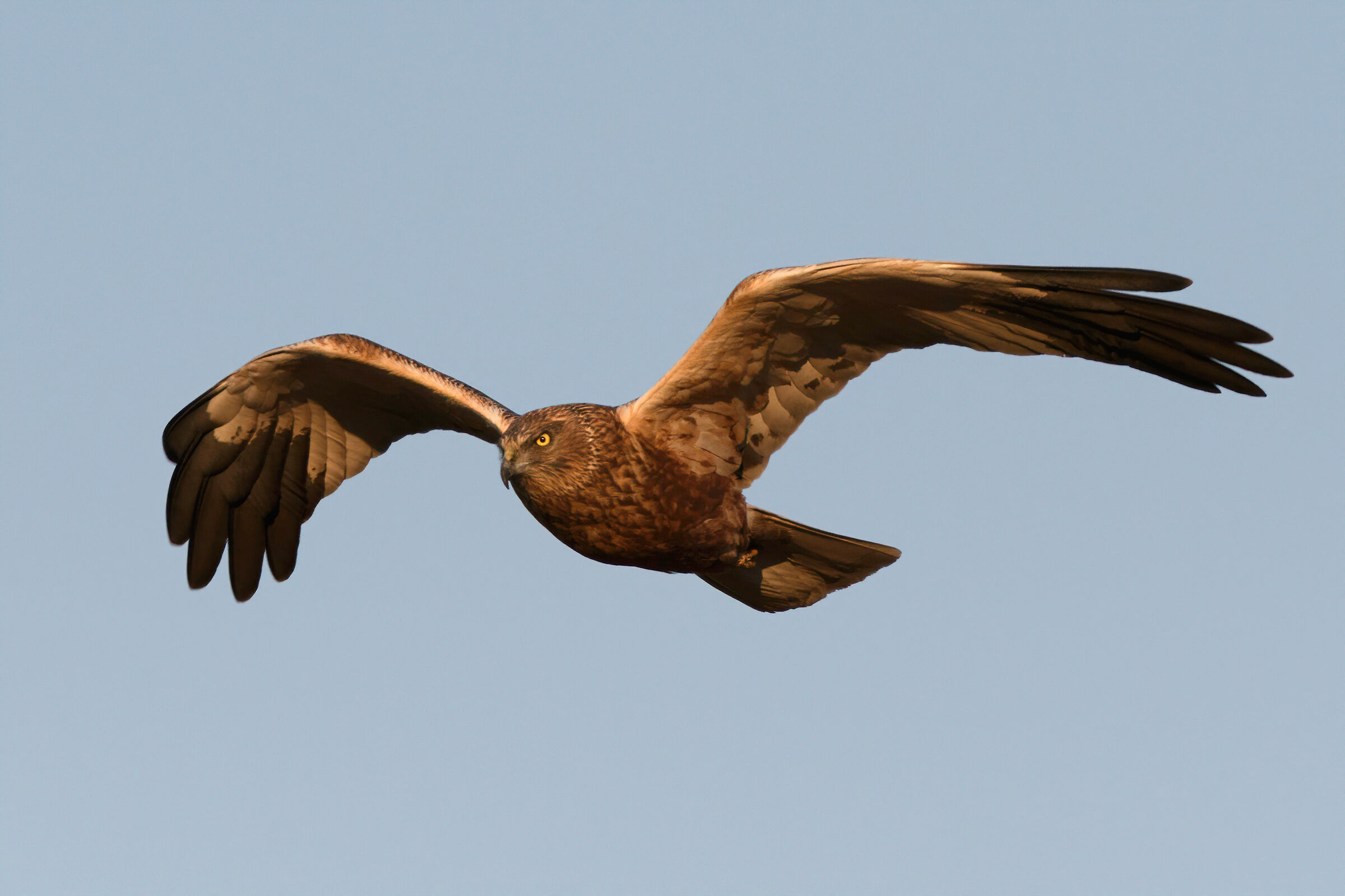 Marsh Falcon