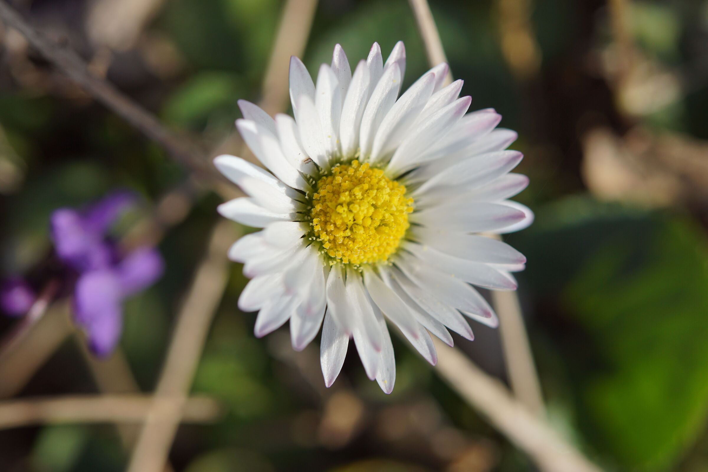 Bellis Perennis