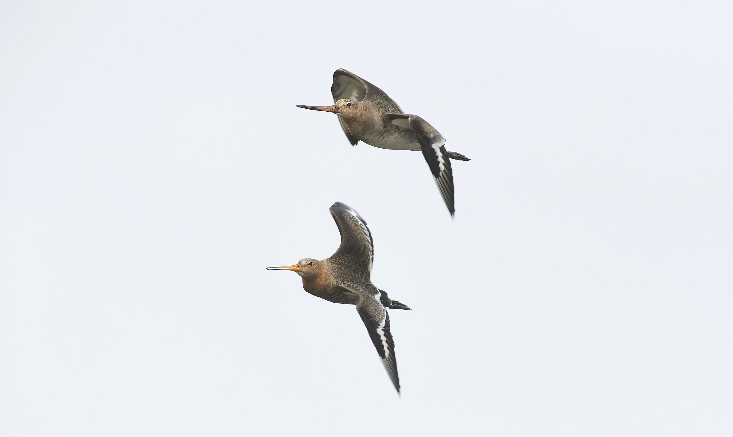 Blacktailed Godwits on a cloudy day
