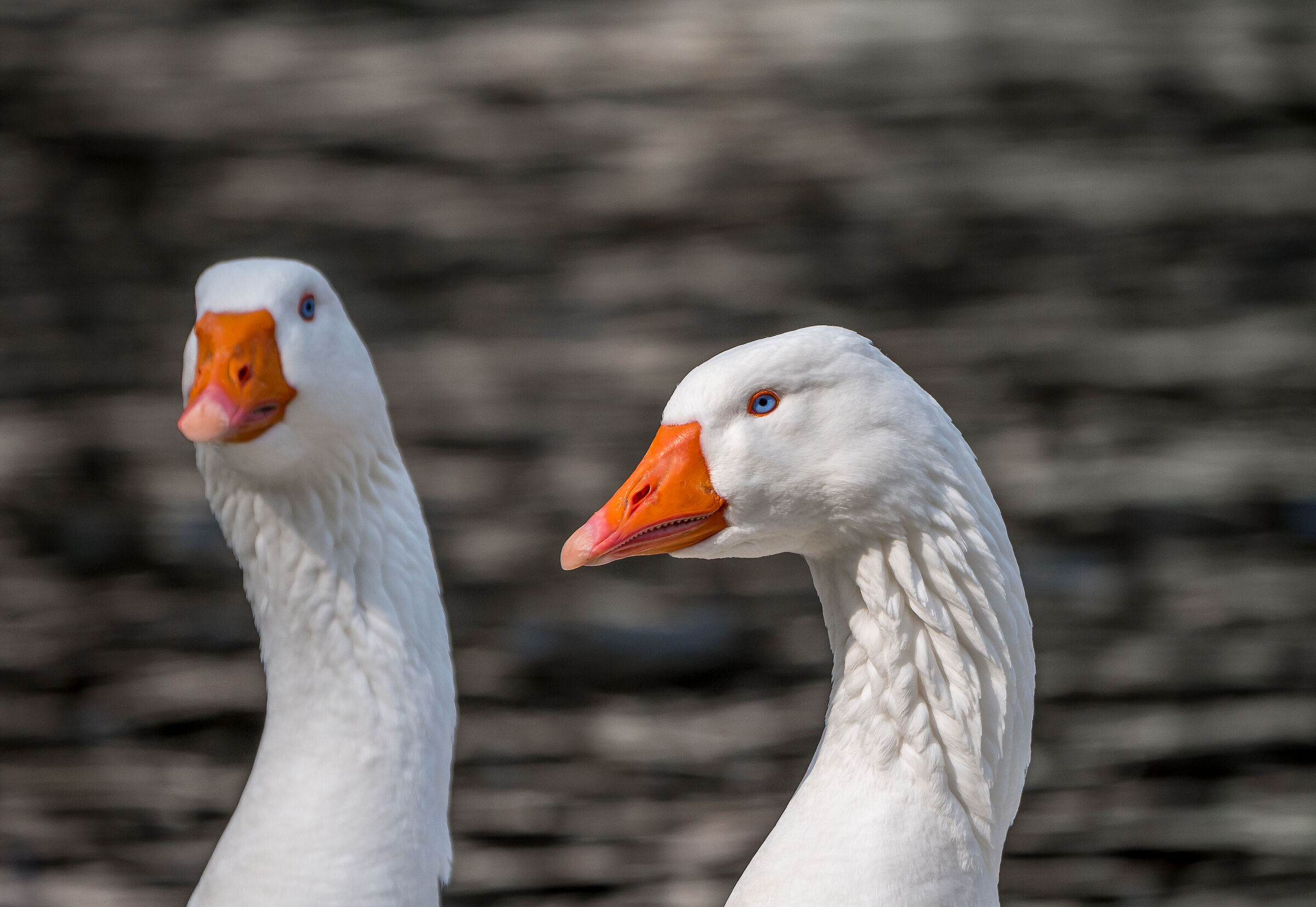 Me and Mrs. Jones......