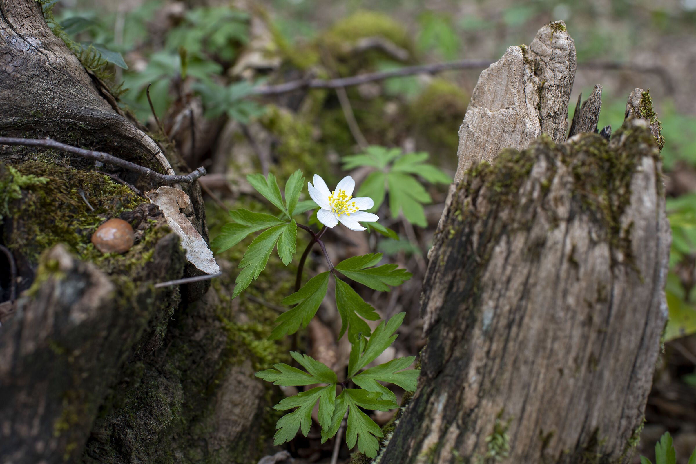 Il fiore bianco
