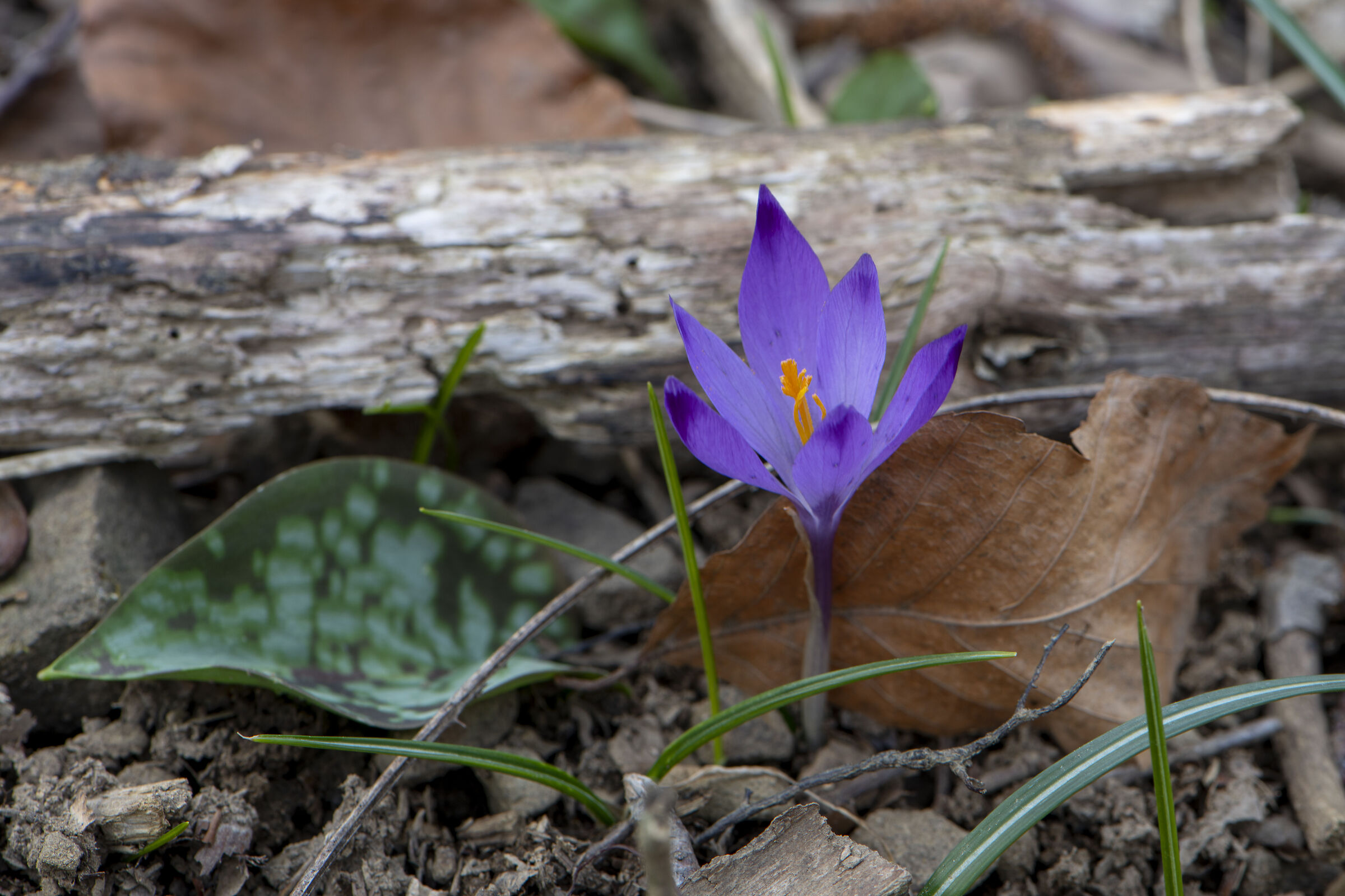 Crocus