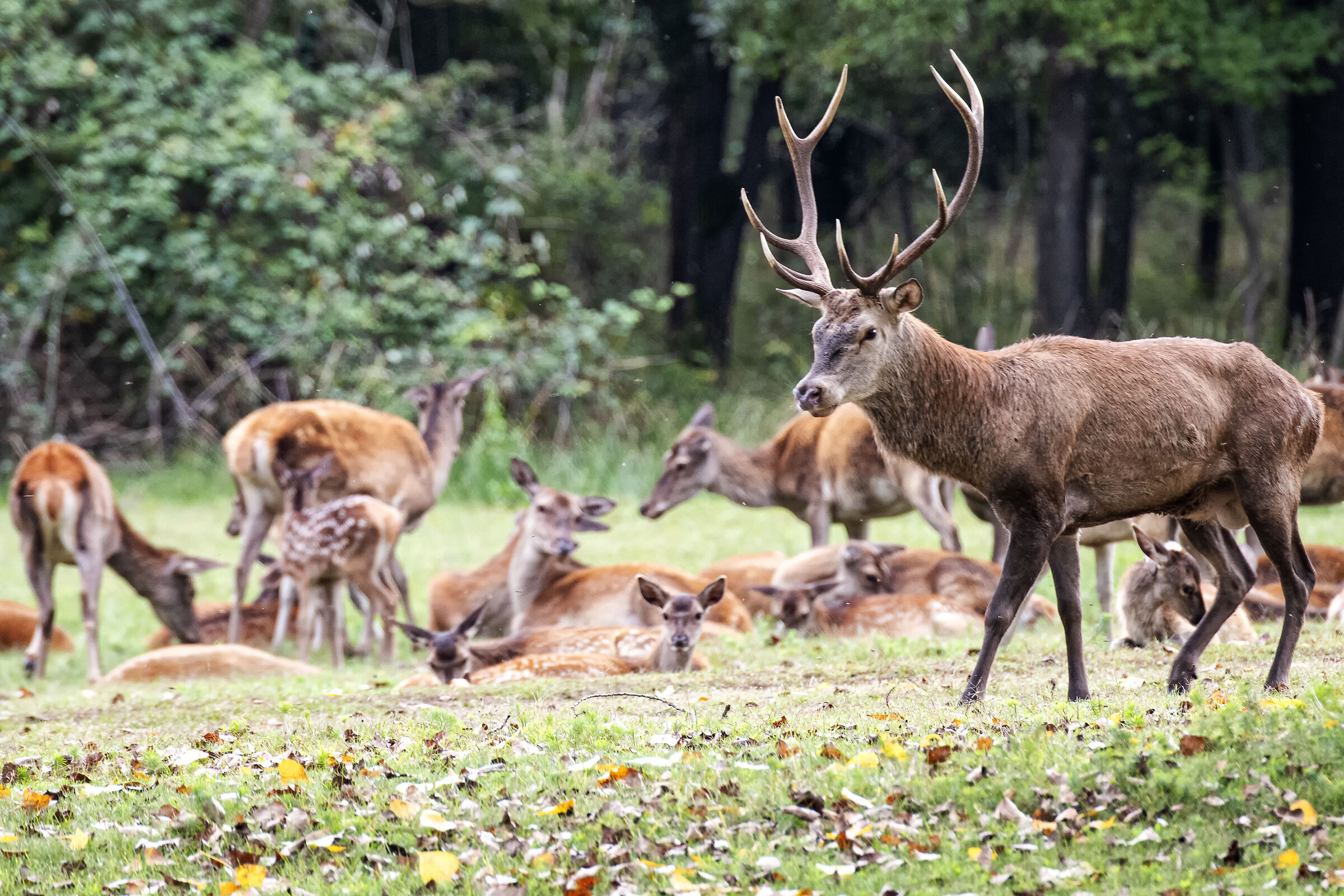 Male Deer with Harem