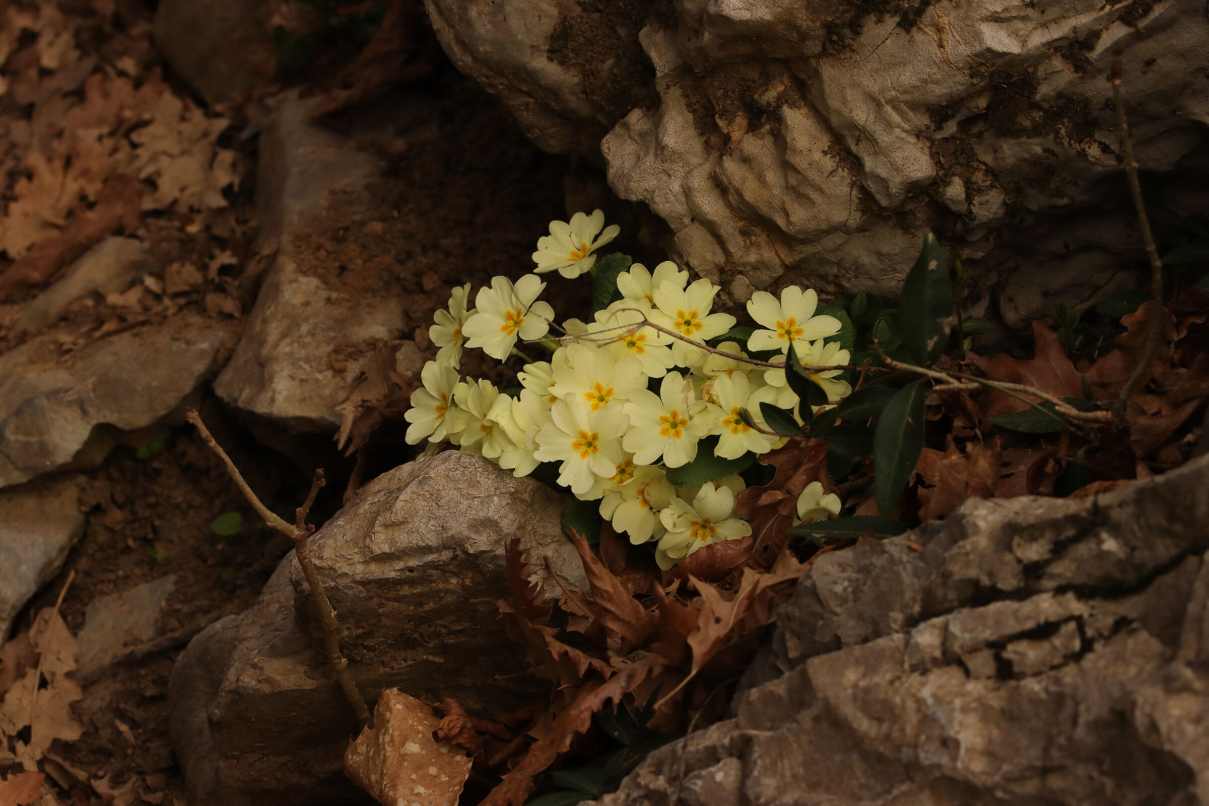 primule tra le rocce
