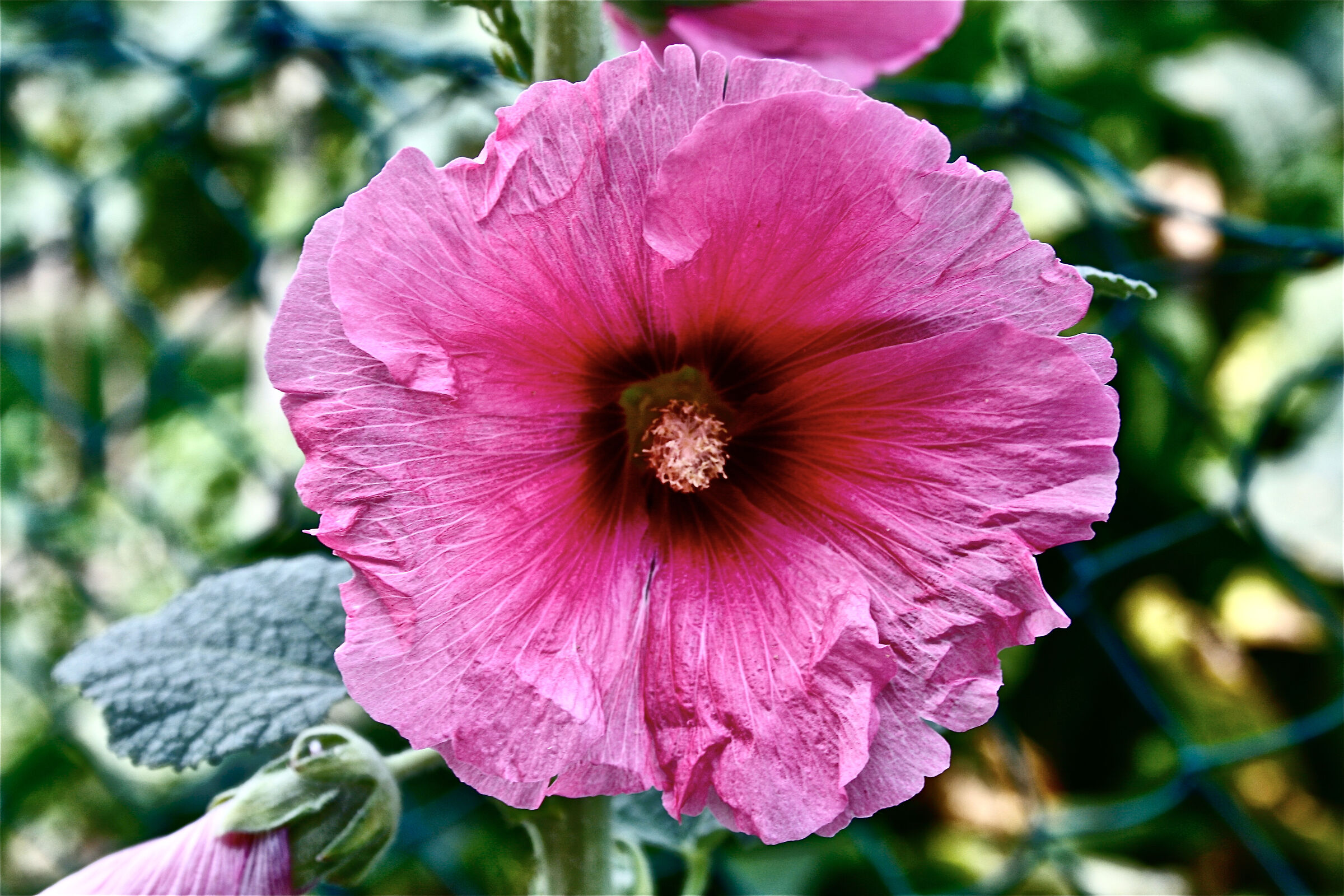 Hibiscus