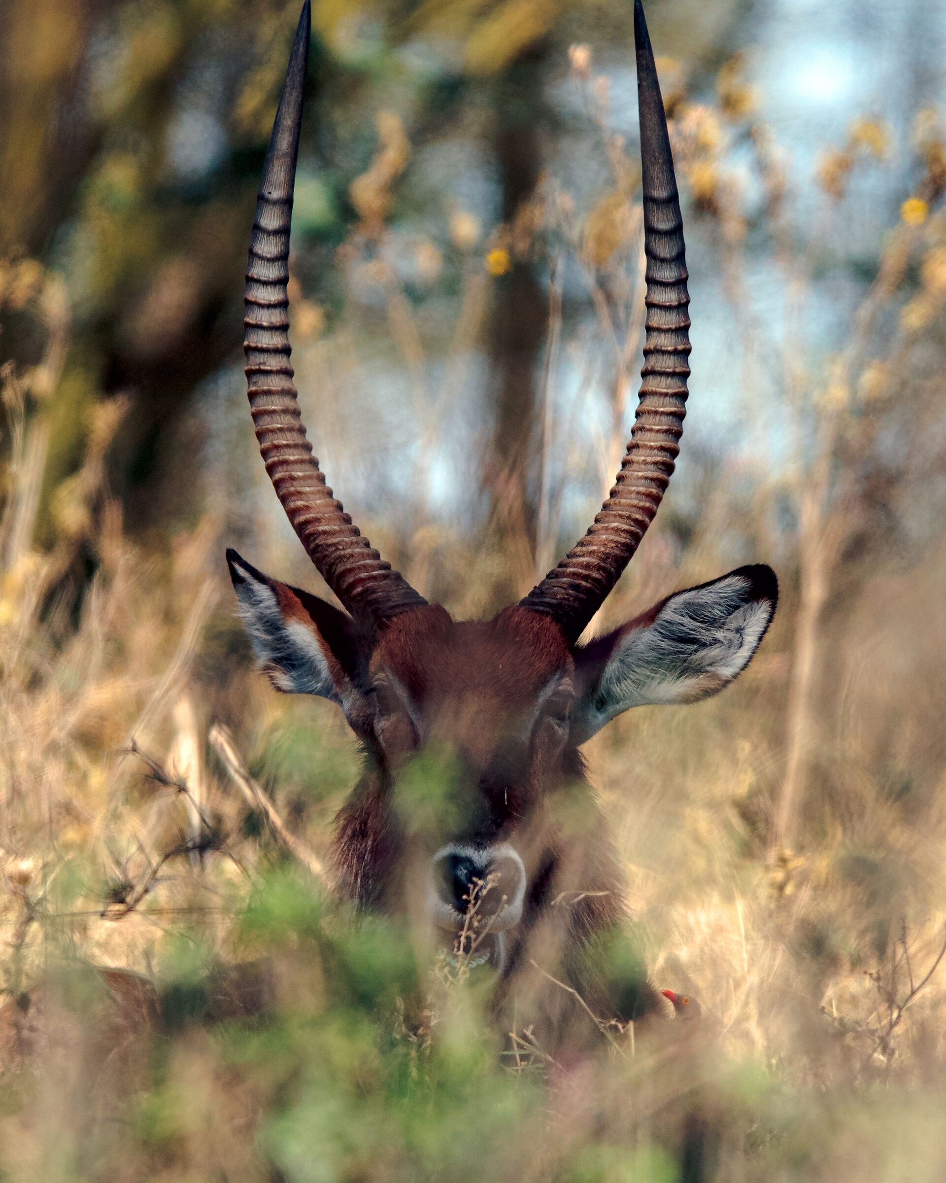 Between stage and reality