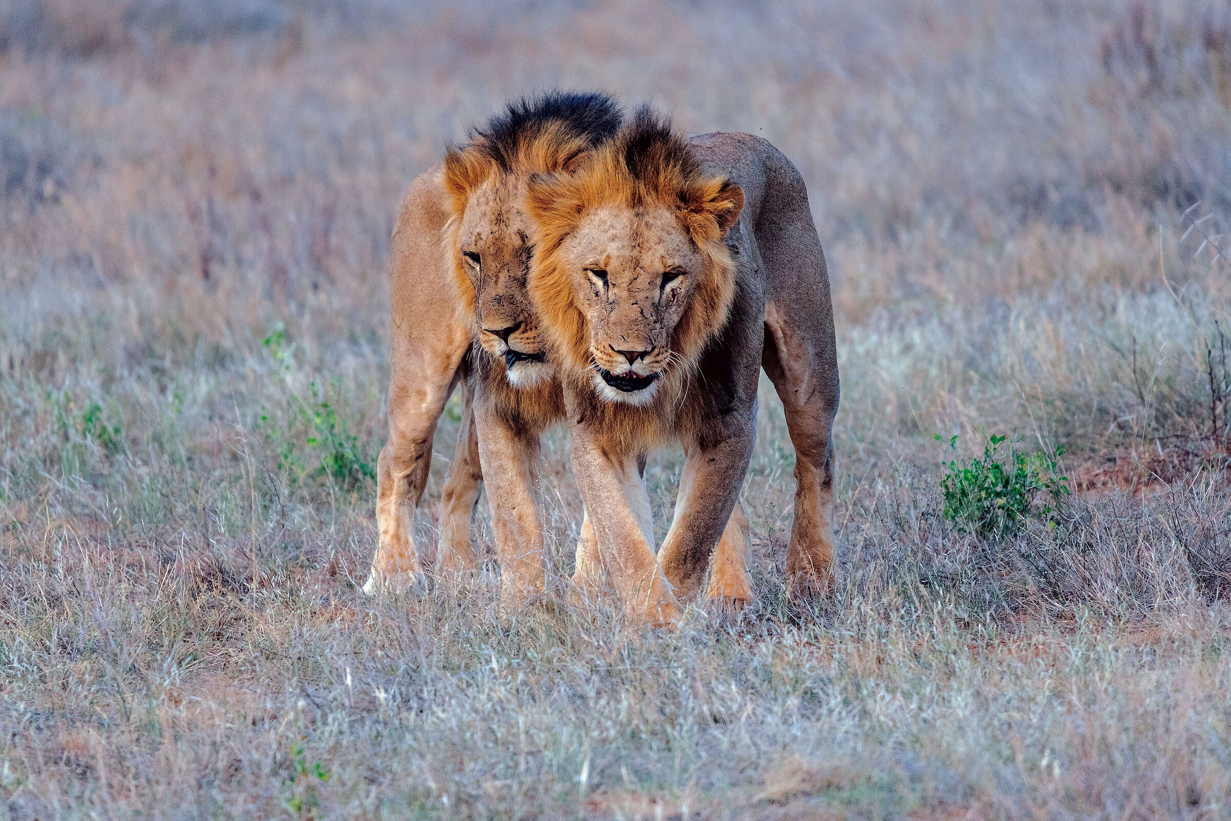 My brother will be there