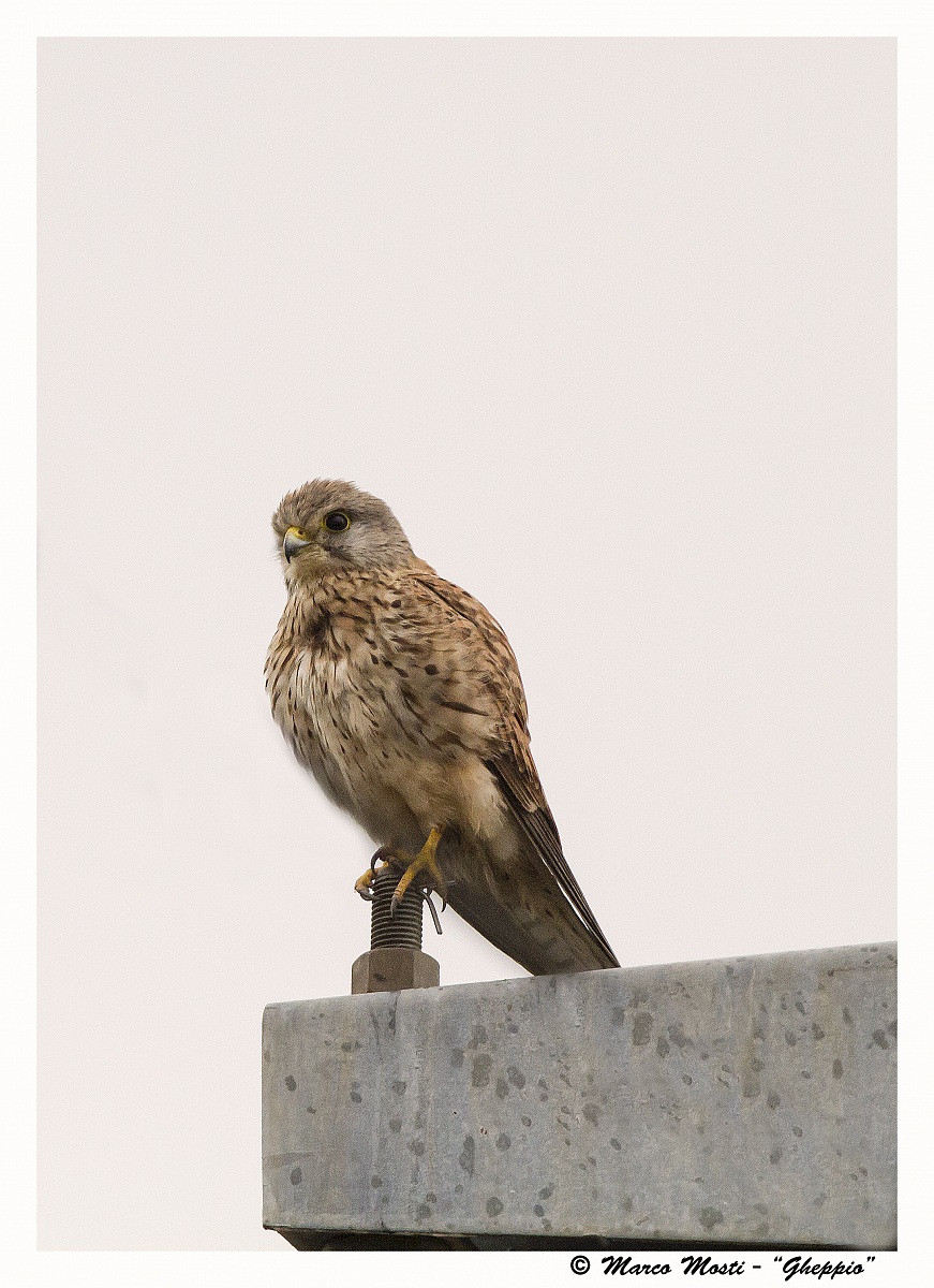 Kestrel