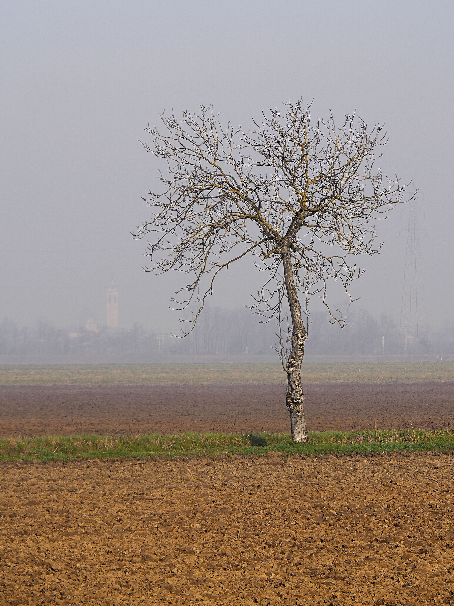 lonely tree in the morning haze