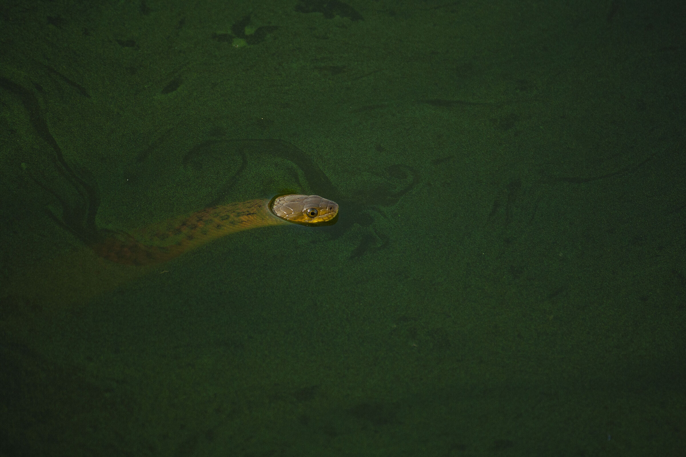 The Checkered Keelback water snake