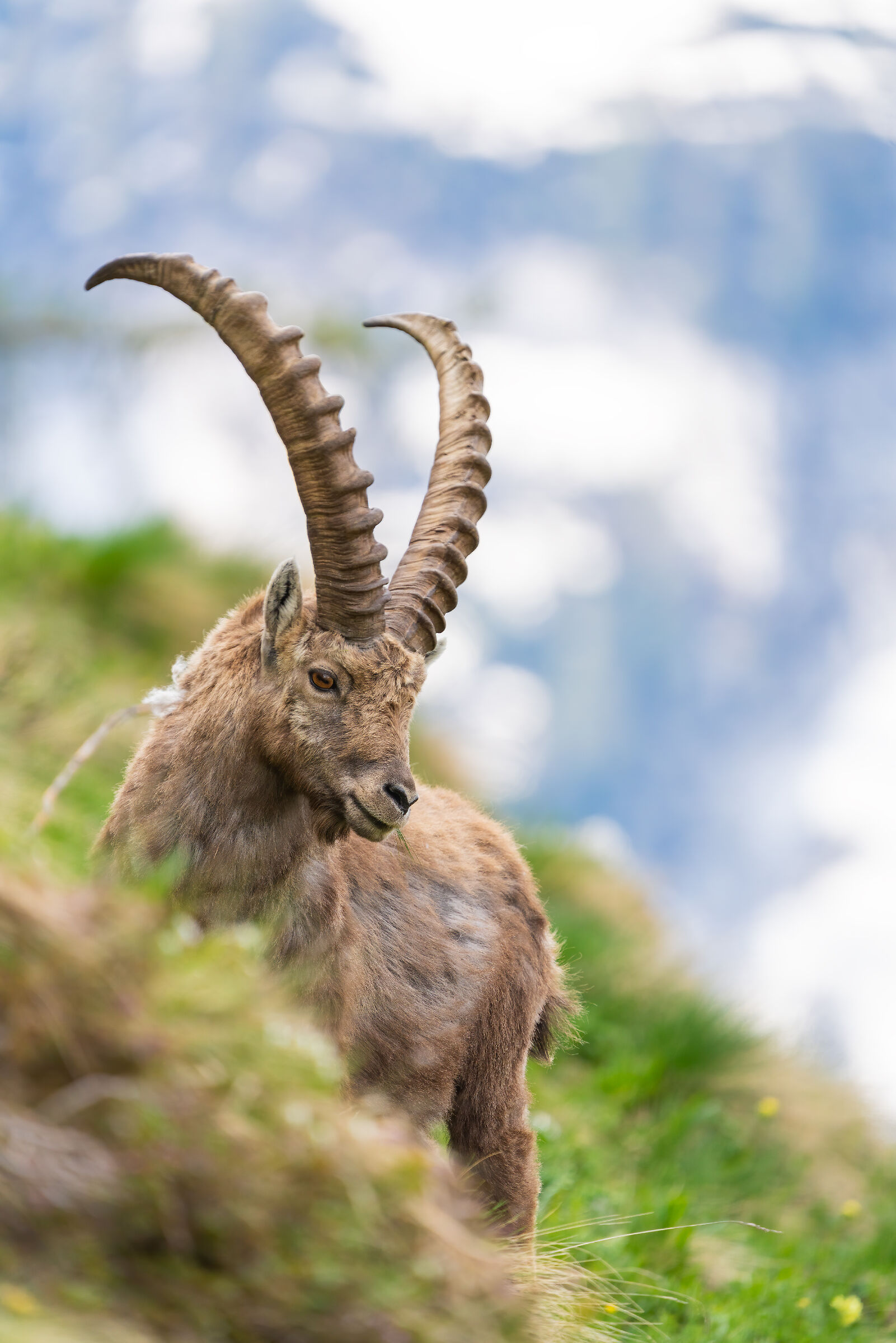 Adult ibex
