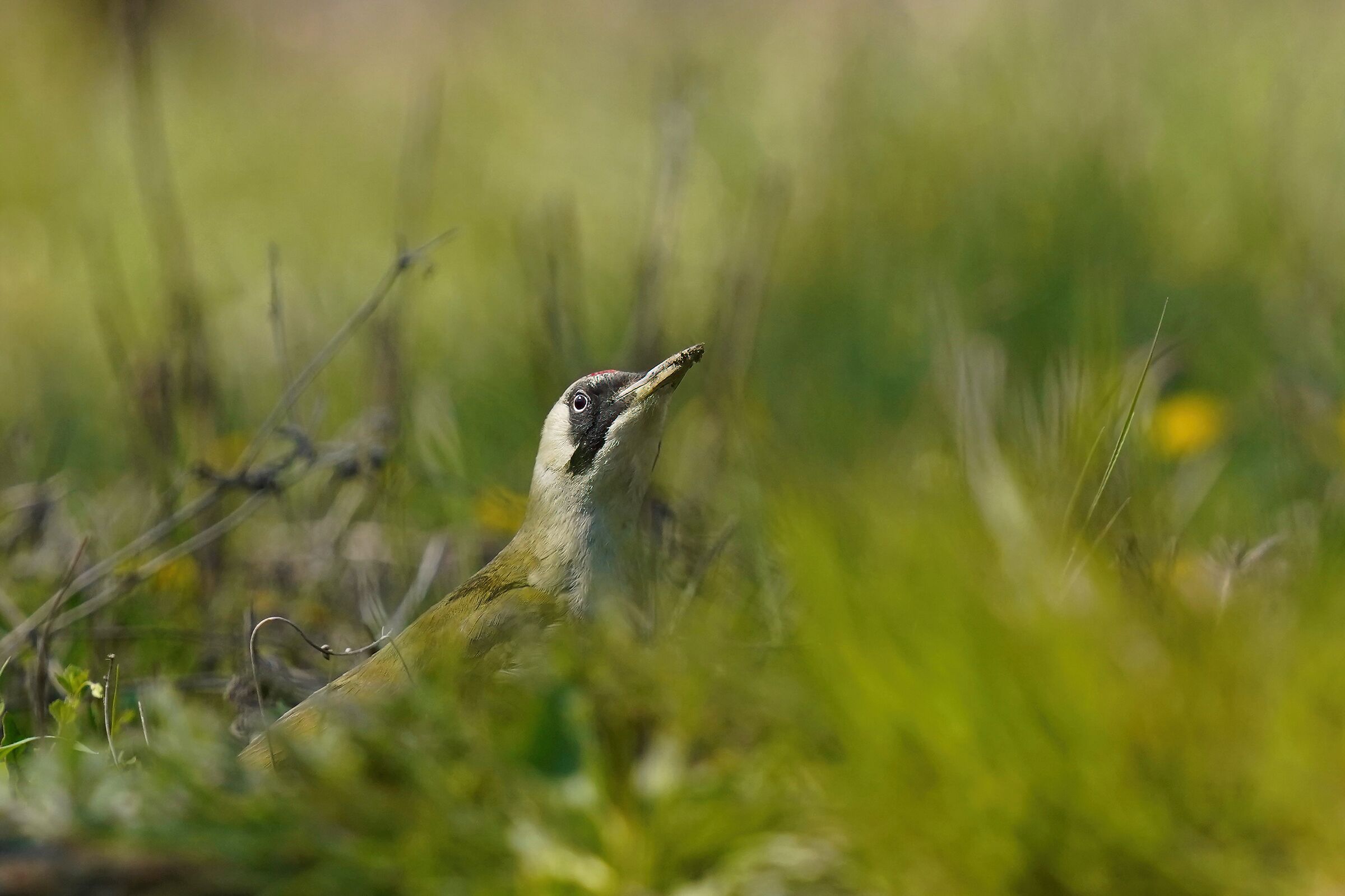 green woodpecker f.