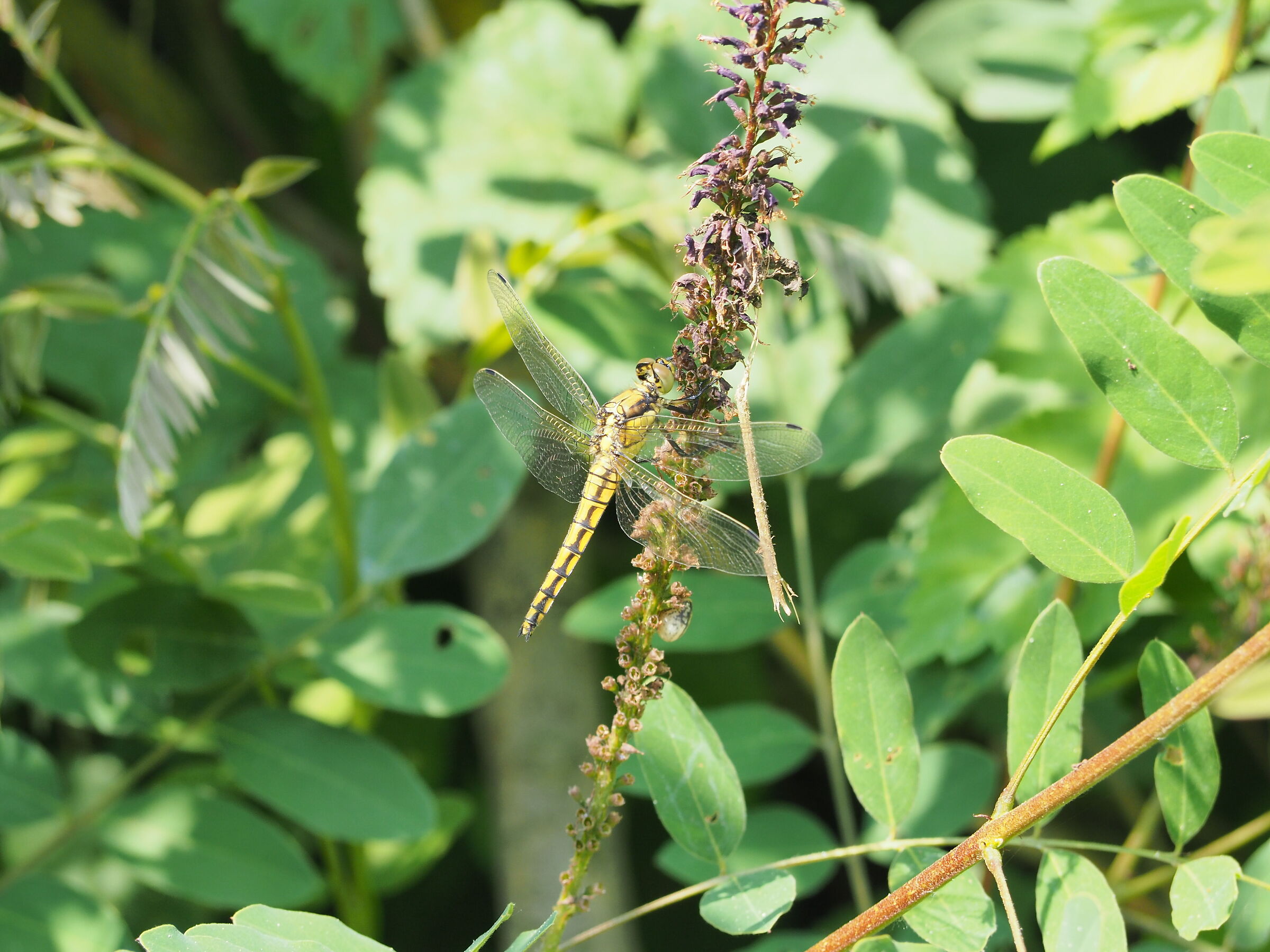 libellula