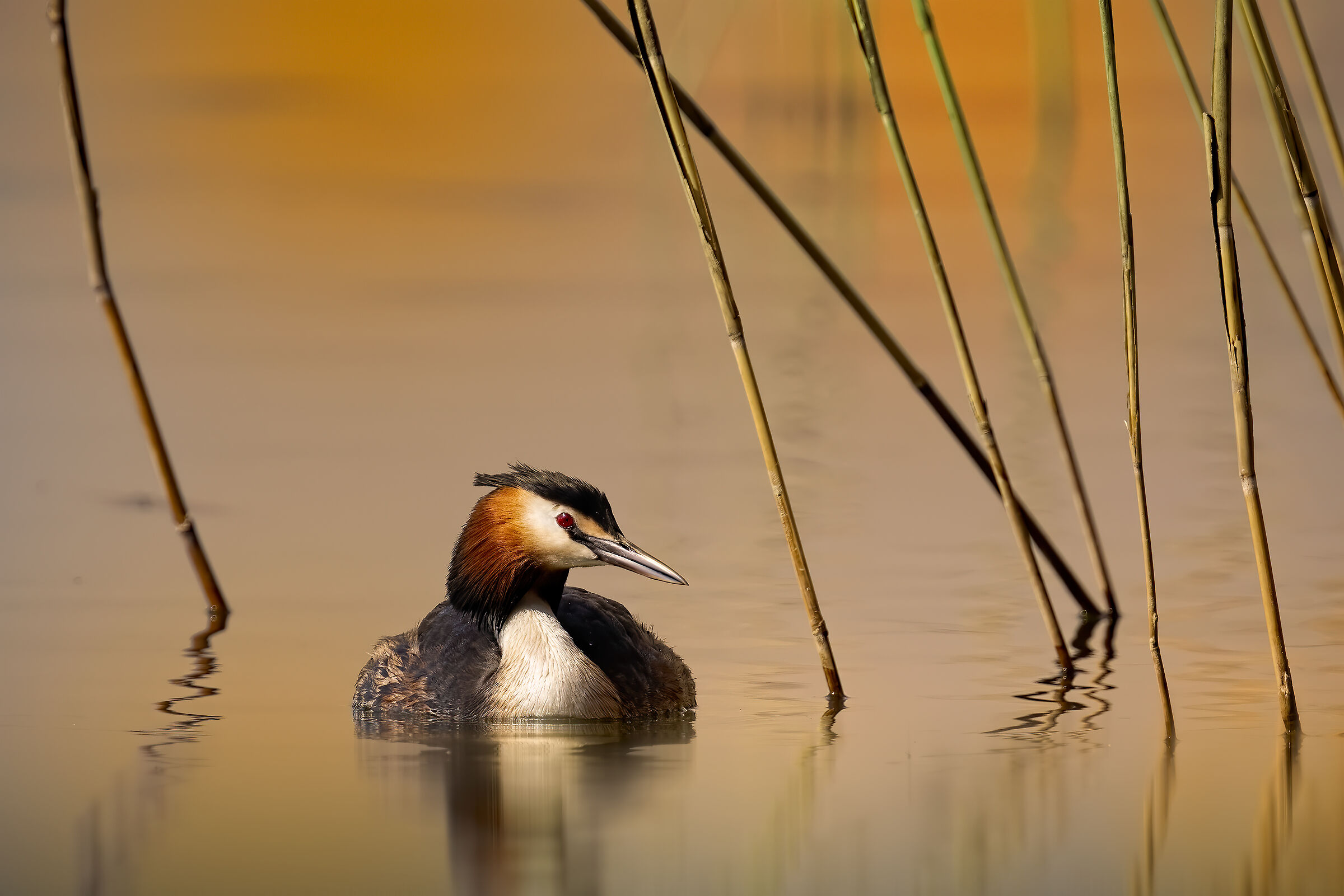 Svasso maggiore ambientato