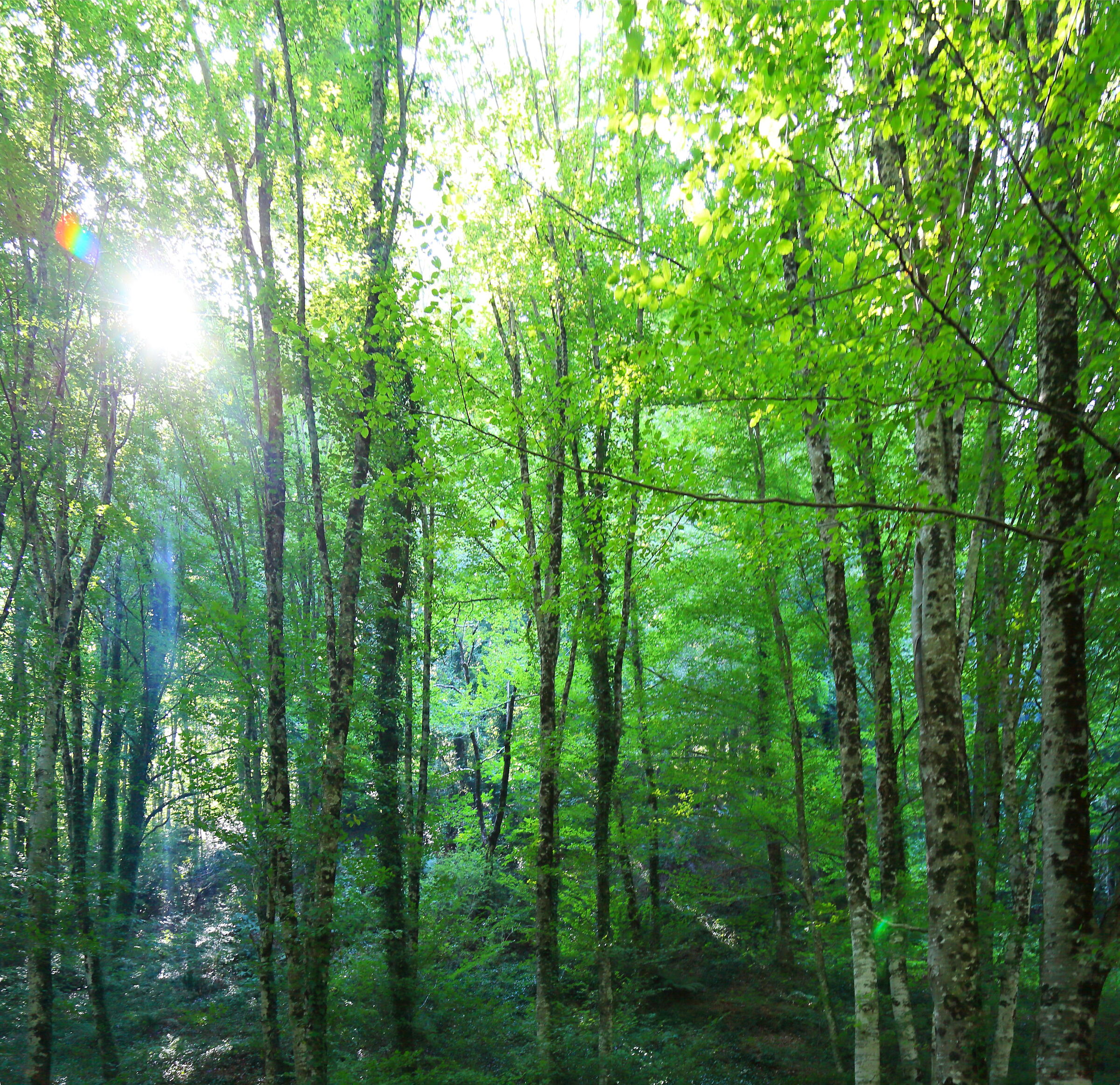Woods