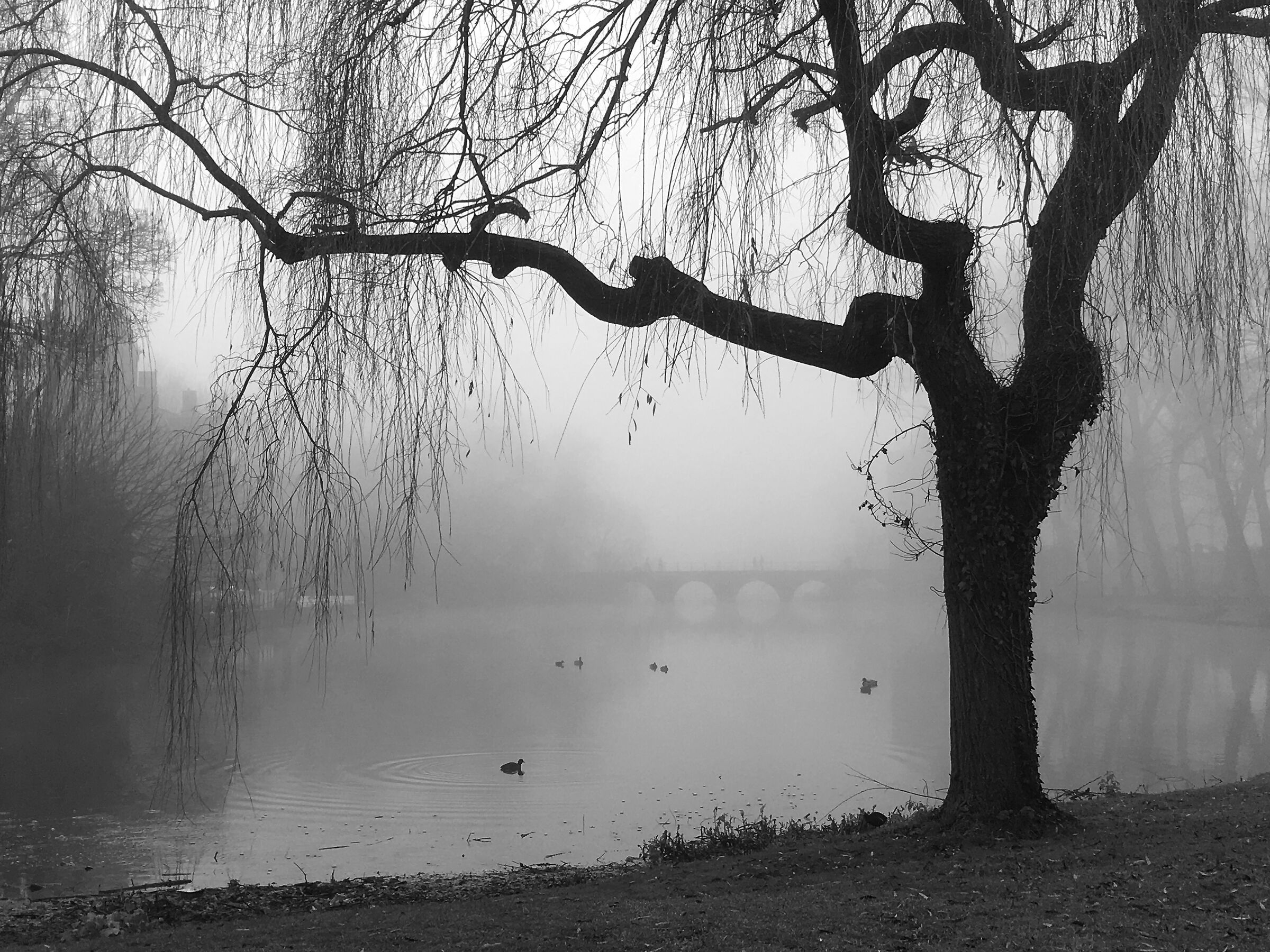 Fog in Bruges