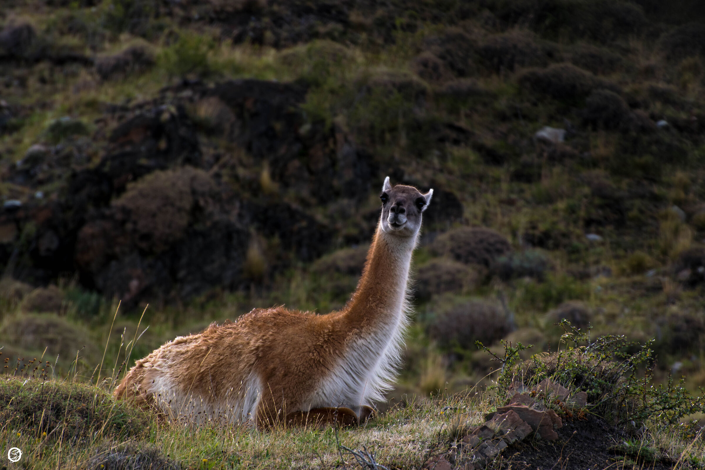 You're going to tell me?