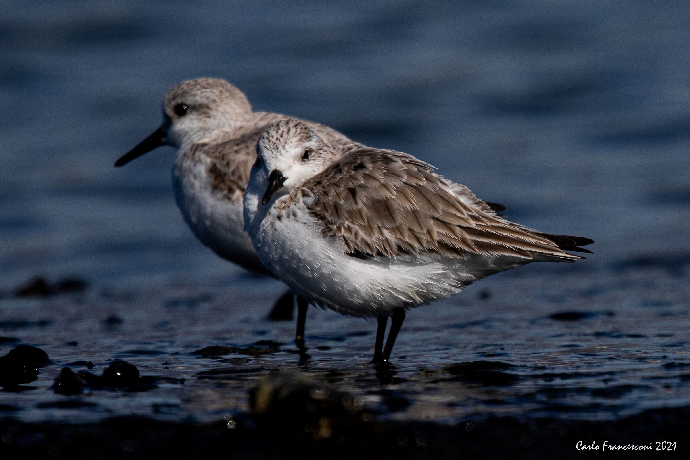 Piovanelli a Viareggio