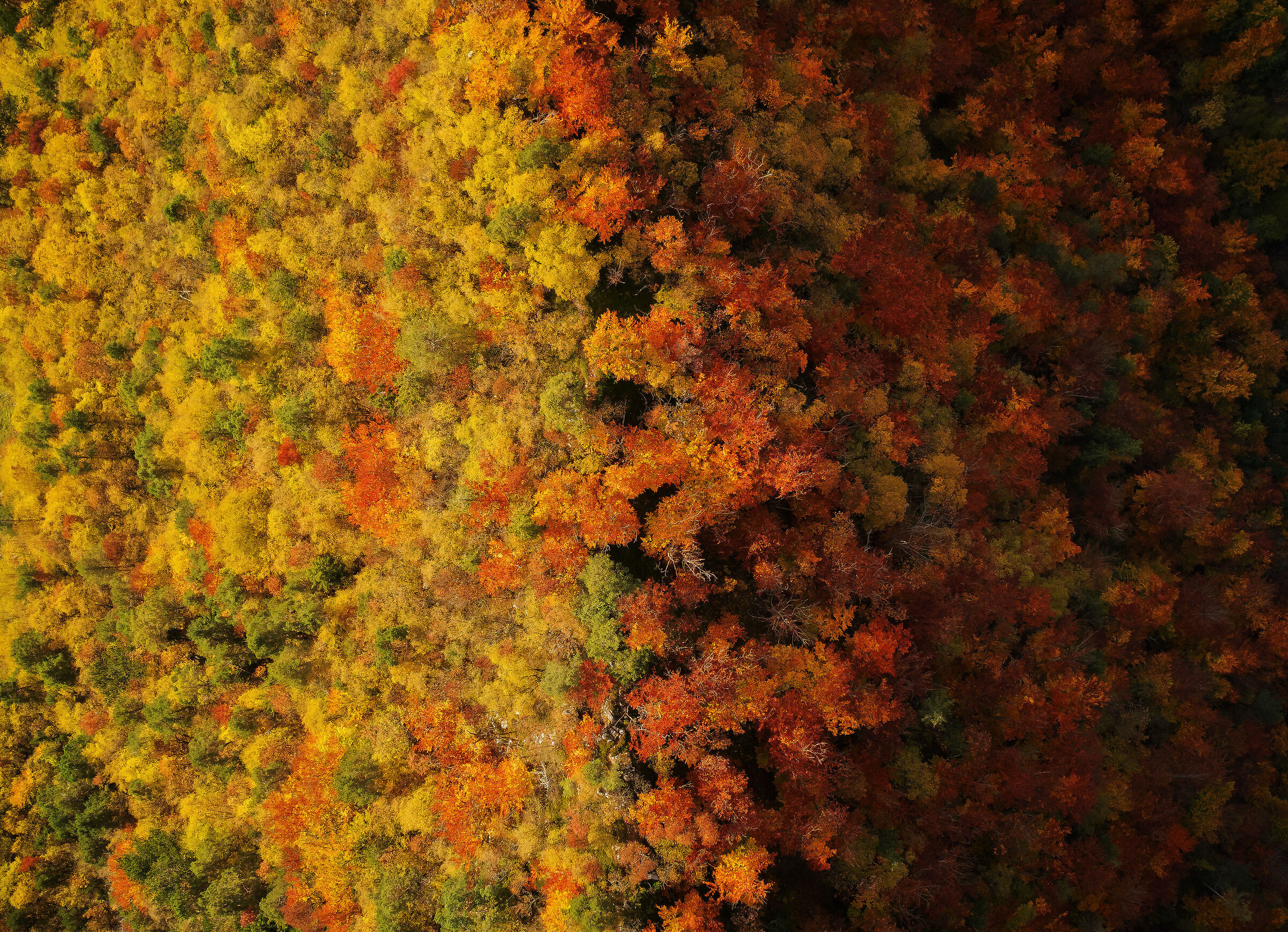 All shades of autumn