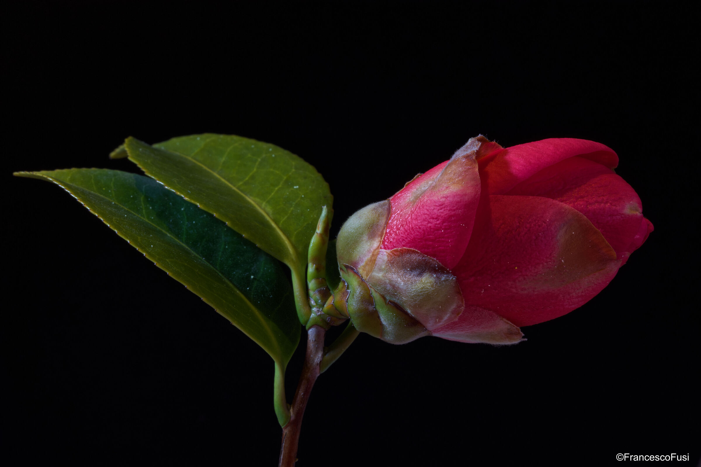 Bocciolo di Camelia