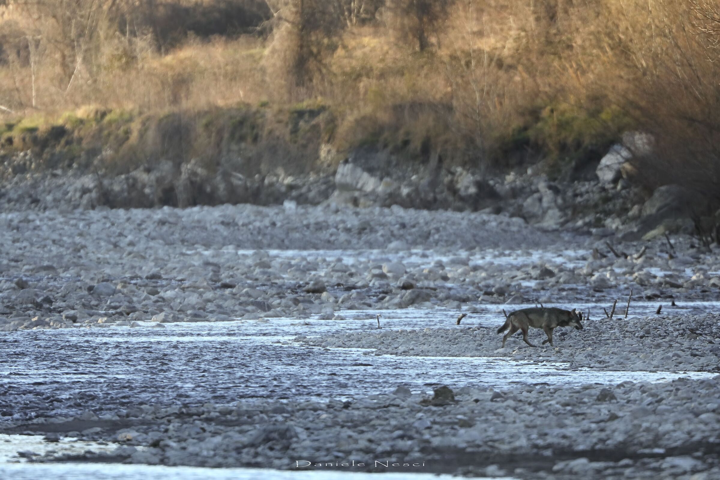 Quando dopo anni, il guardiano si rivela
