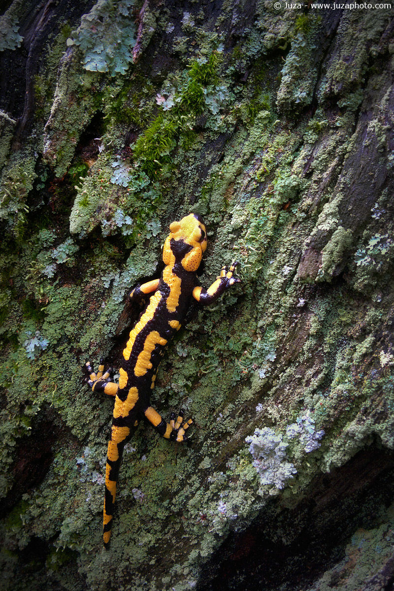 Salamandra salamandra, 014,365
