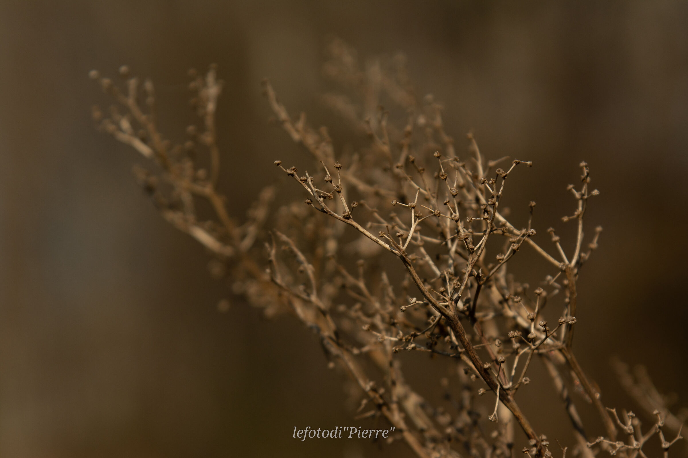 Like corals